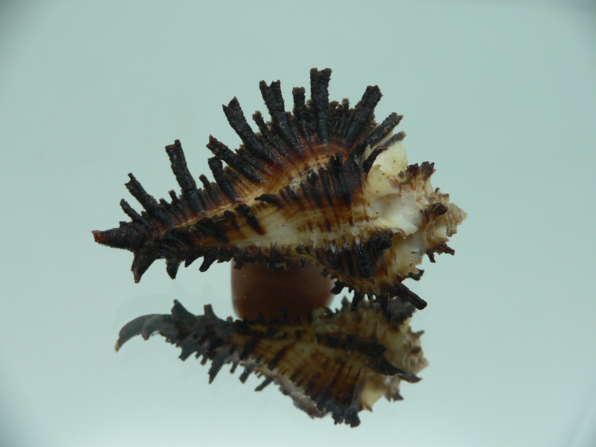 Homalocantha secunda BLACK WITH STRIPE