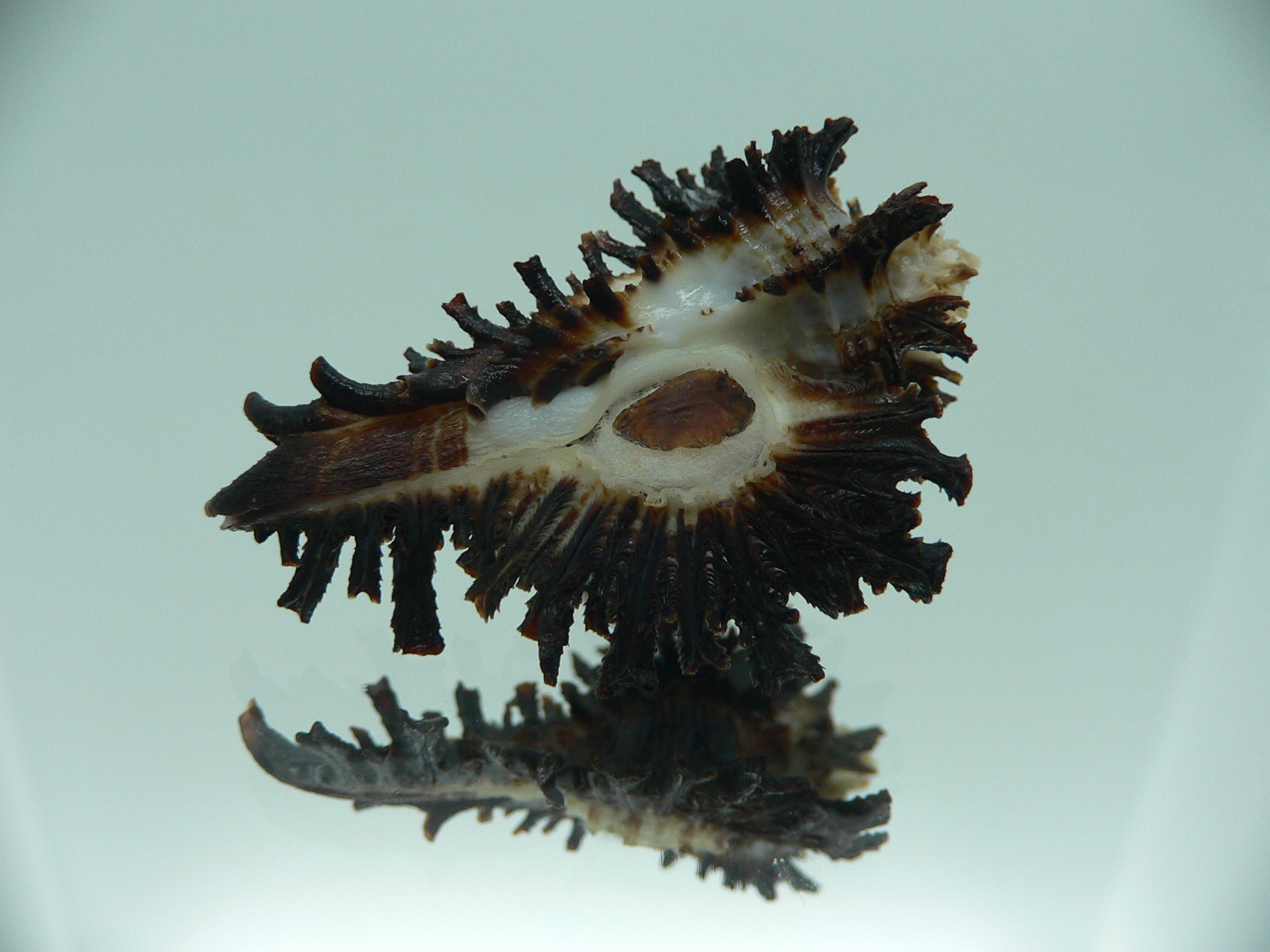 Homalocantha secunda BLACK WITH STRIPE