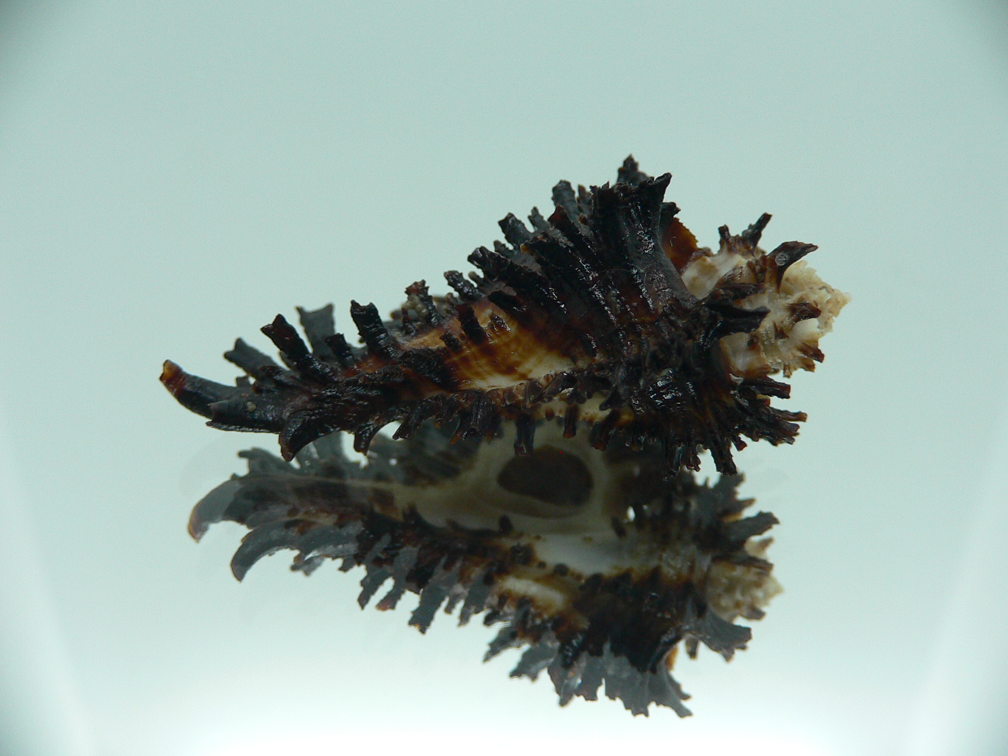 Homalocantha secunda BLACK WITH STRIPE