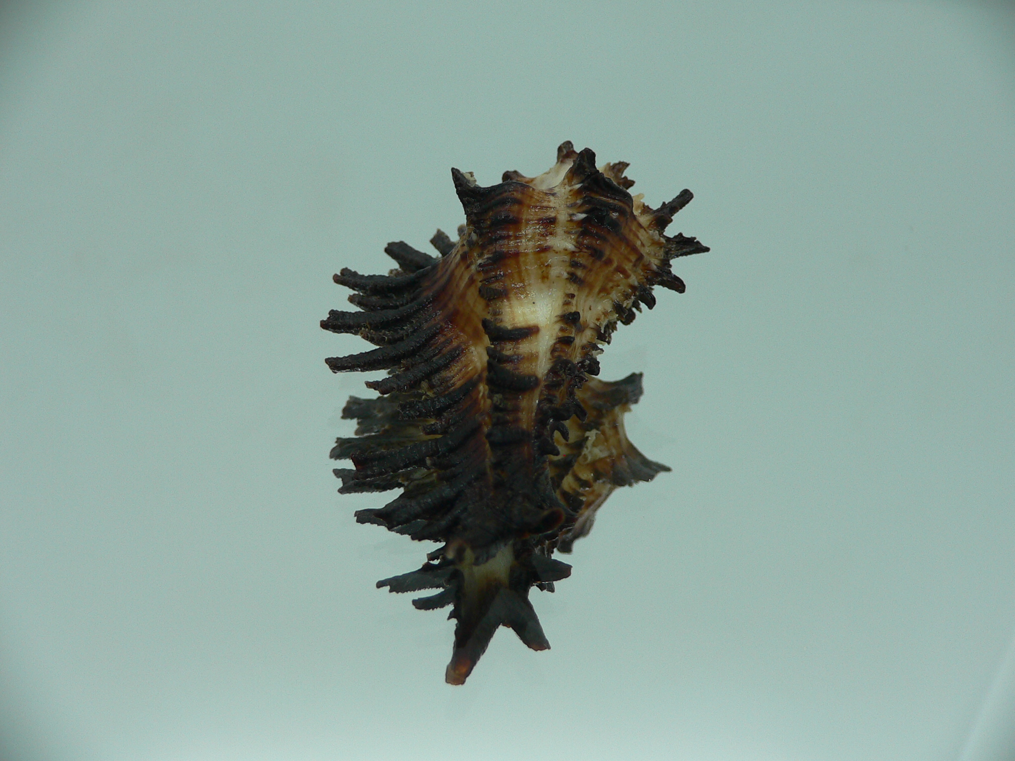 Homalocantha secunda BLACK WITH STRIPE