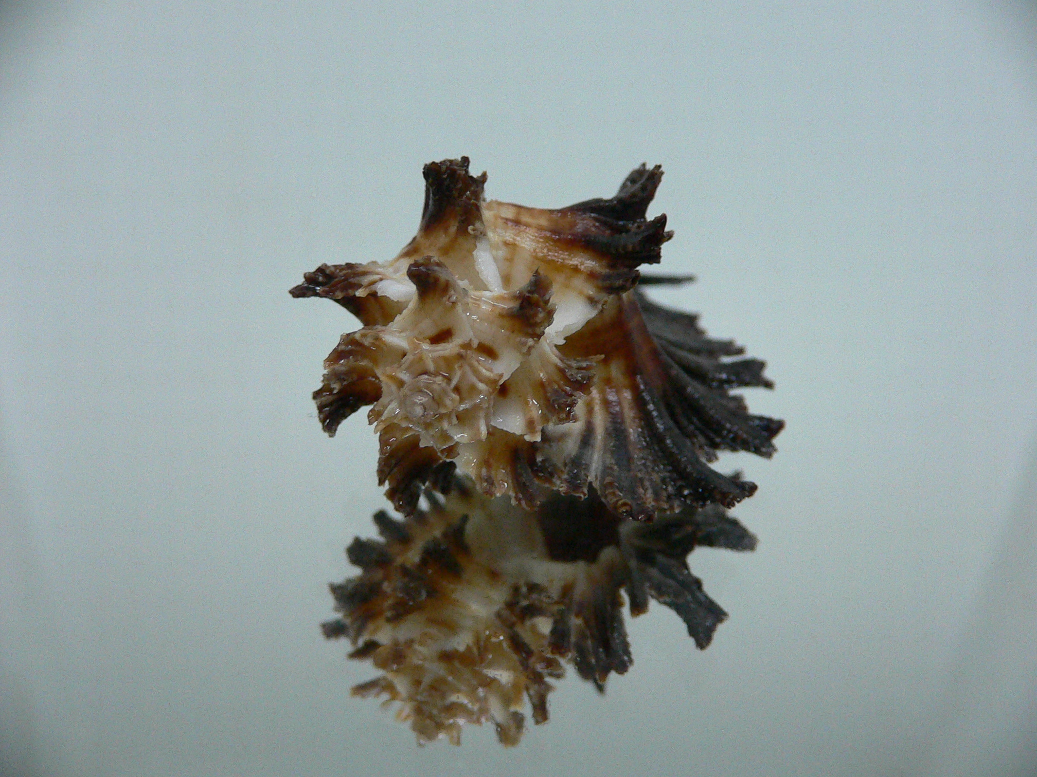 Homalocantha secunda SUPER & WIDE