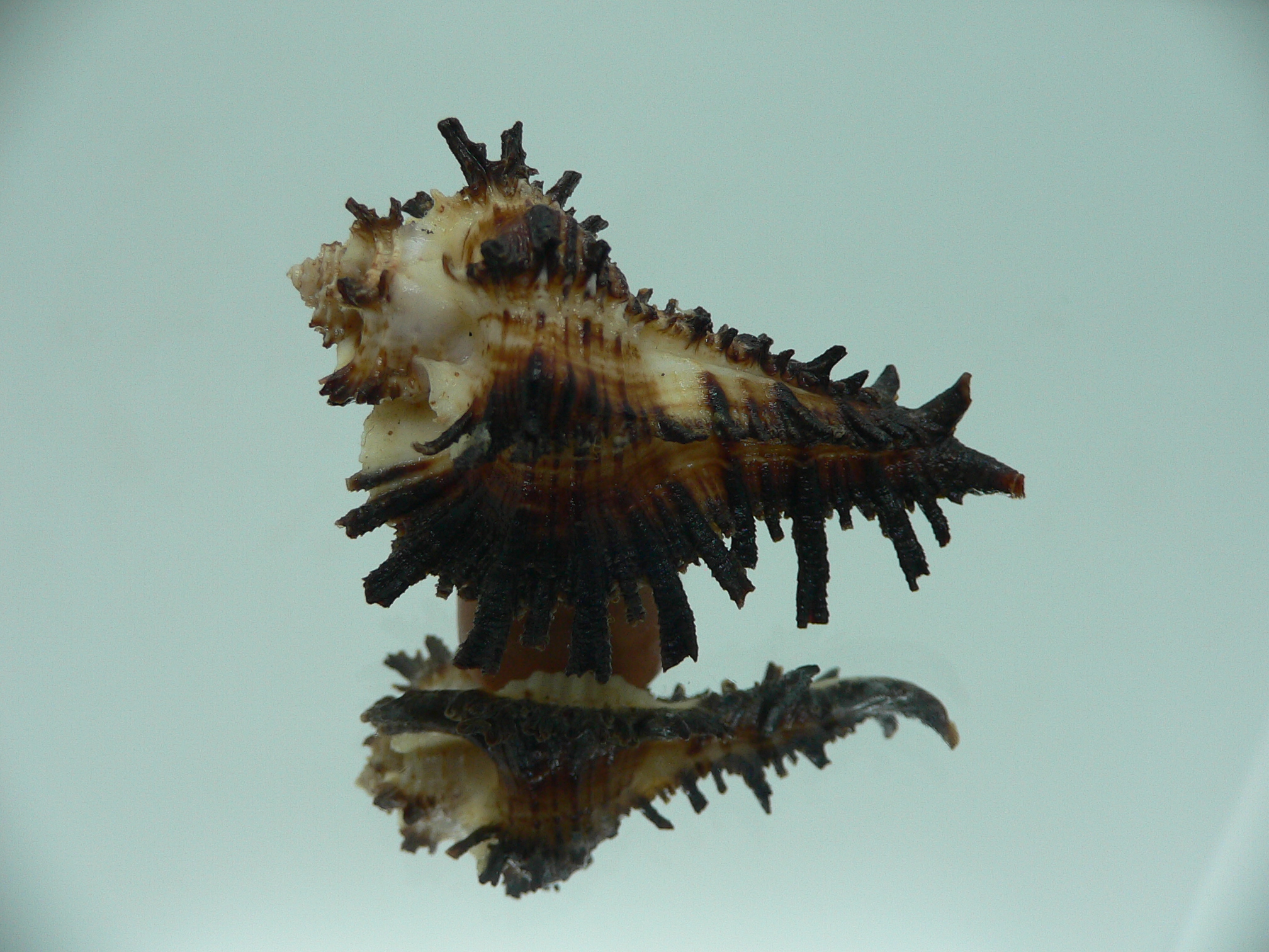 Homalocantha secunda BLACK WITH STRIPE