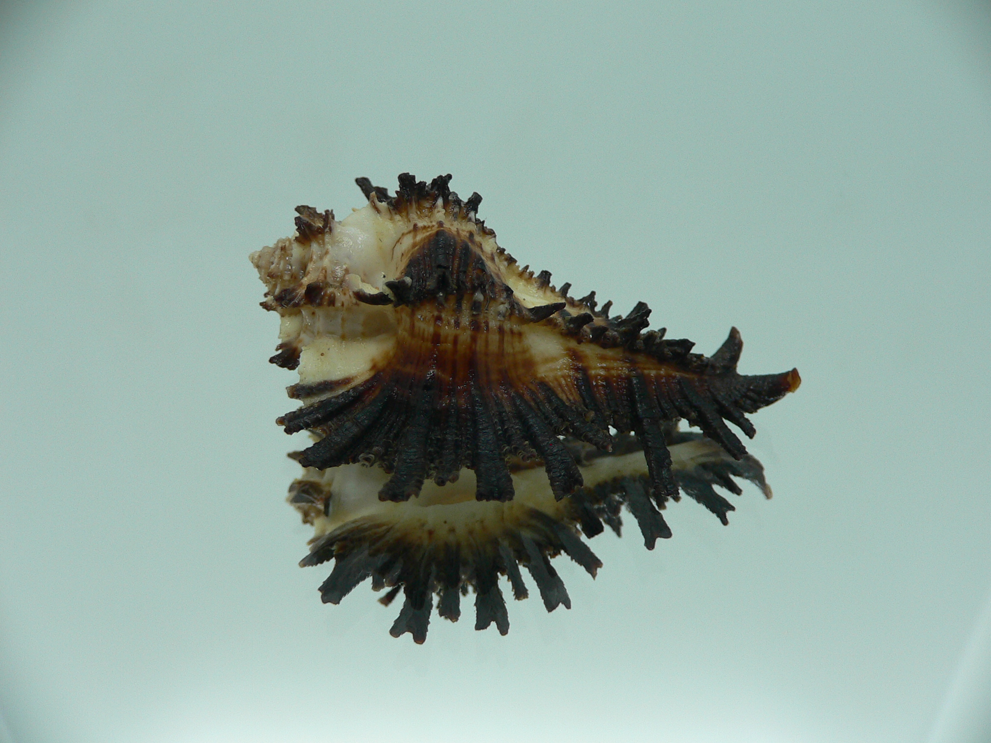 Homalocantha secunda BLACK WITH STRIPE