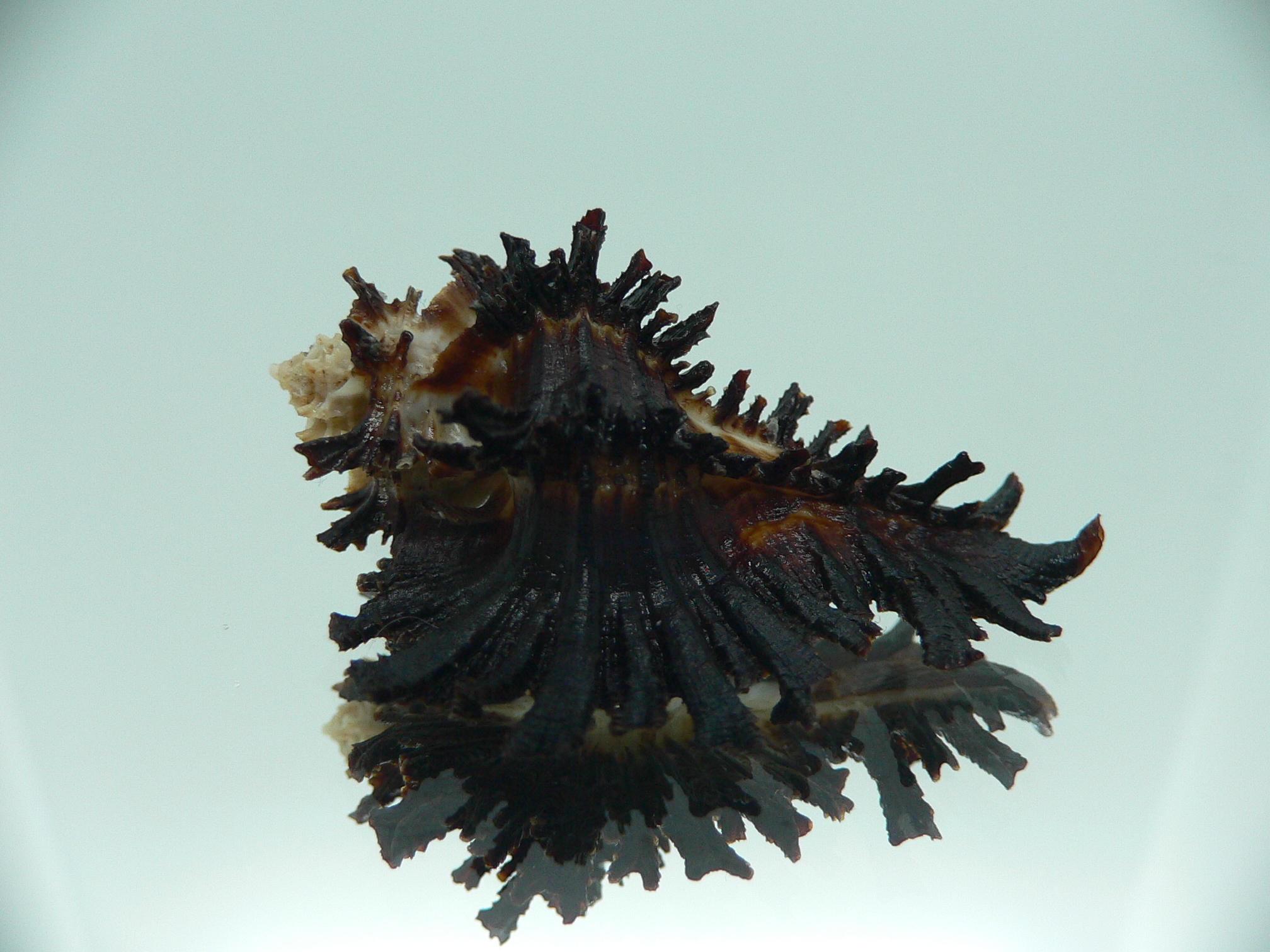 Homalocantha secunda BLACK WITH STRIPE