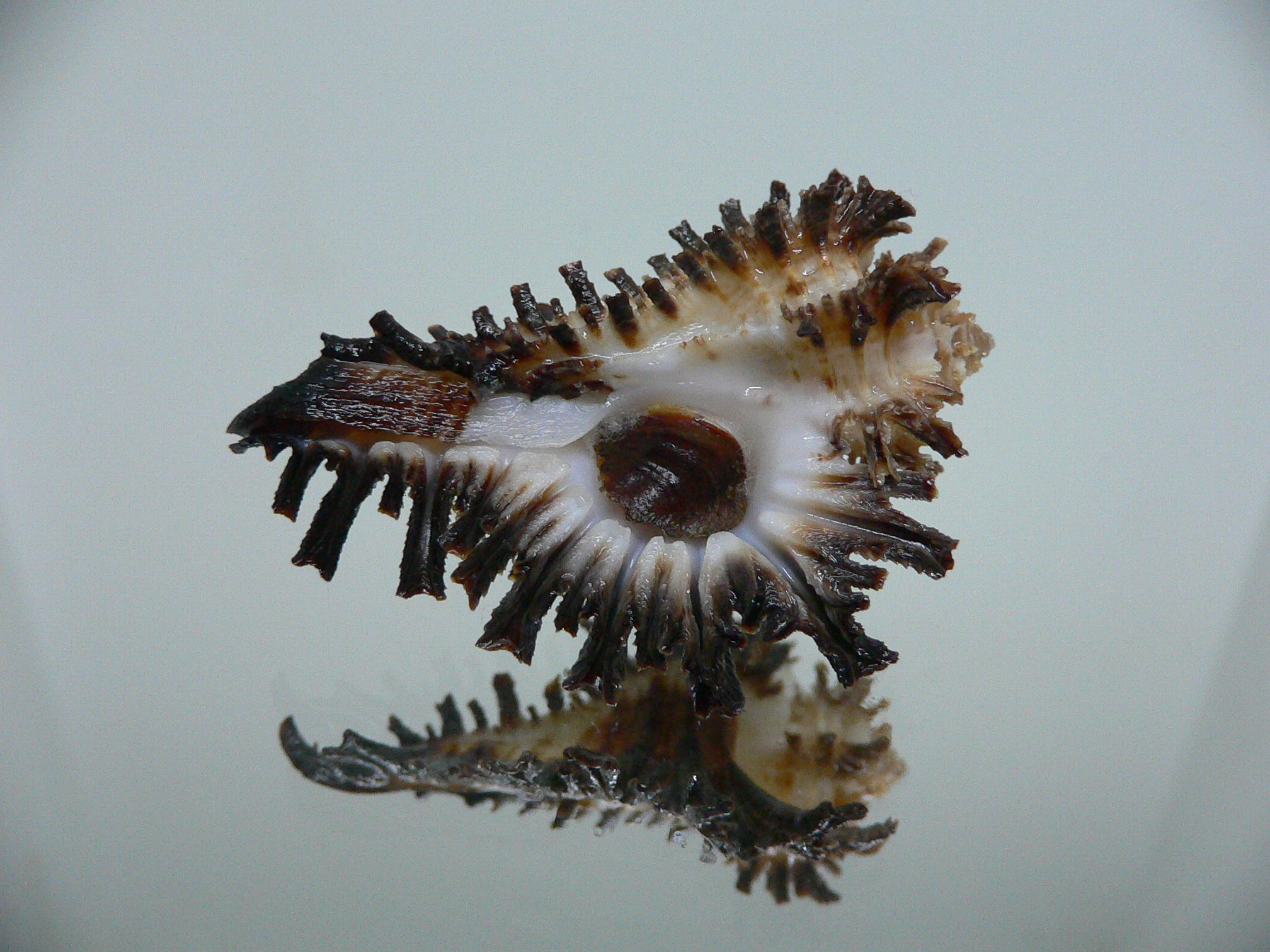 Homalocantha secunda SUPER & WIDE