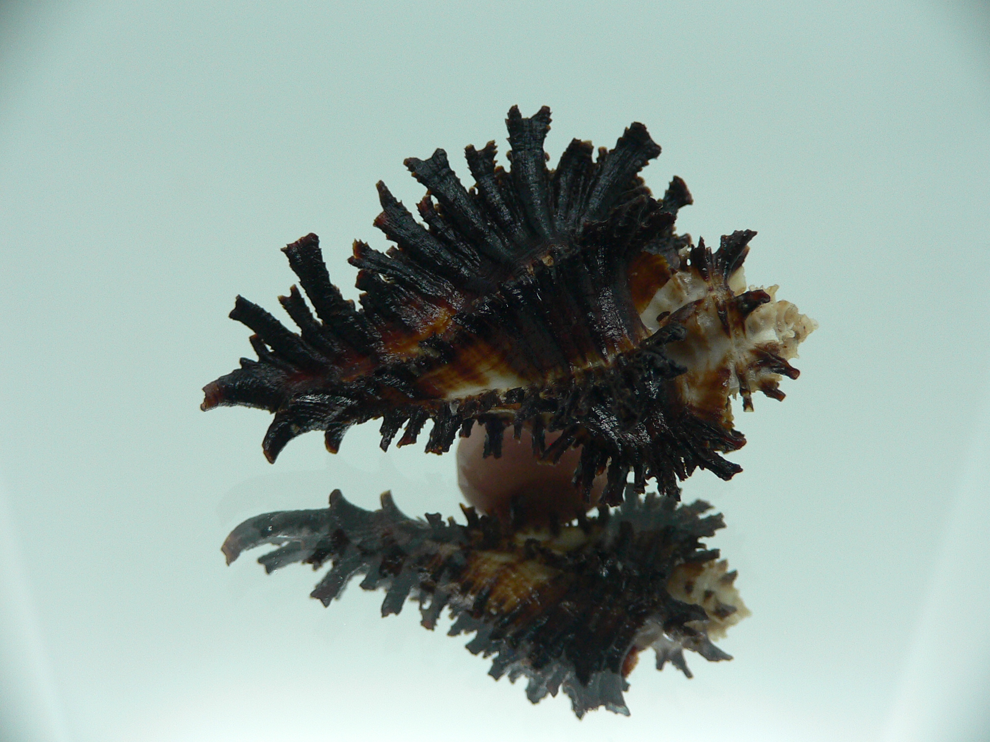 Homalocantha secunda BLACK WITH STRIPE