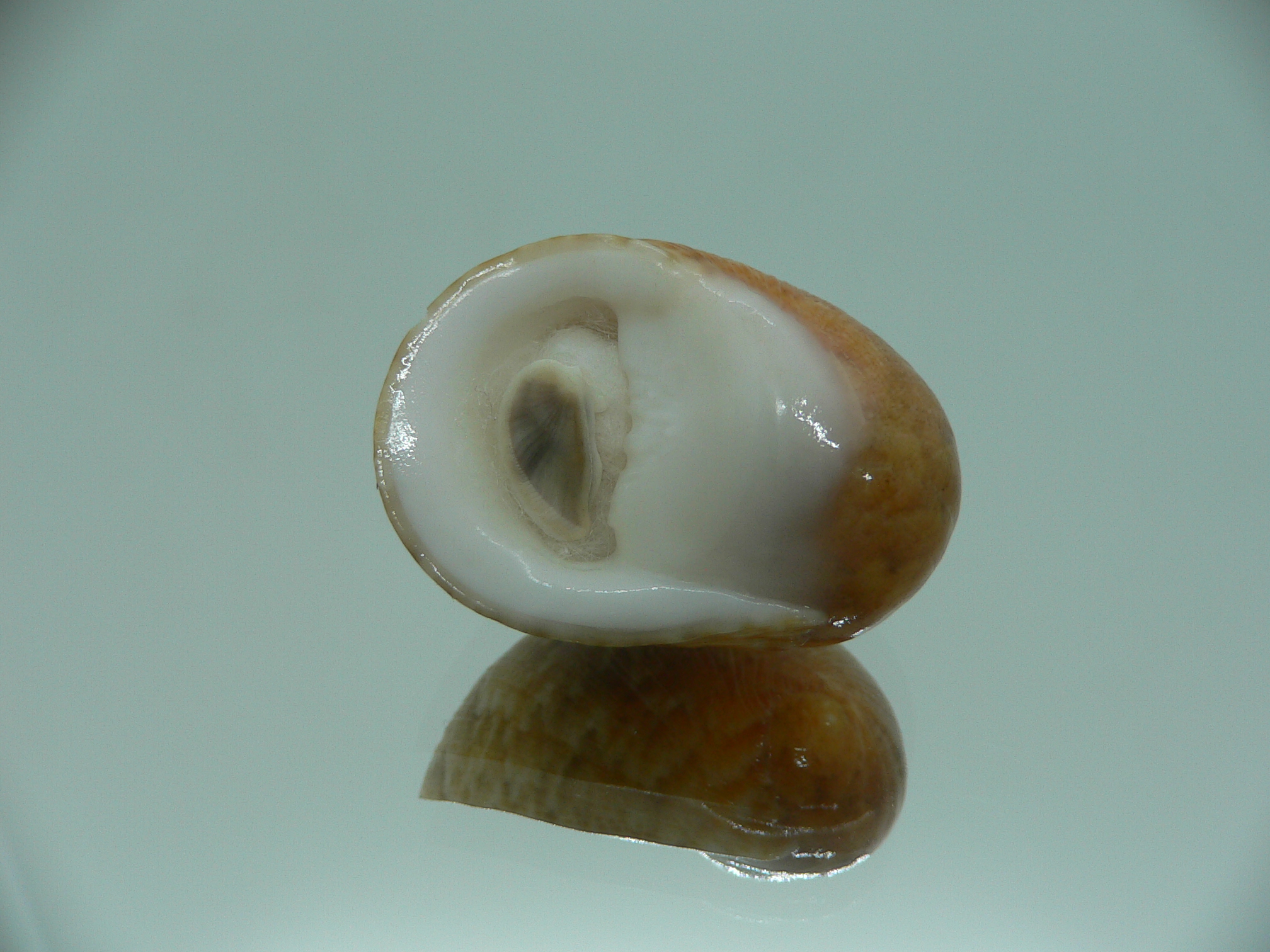 Nerita polita rumphii GINGER