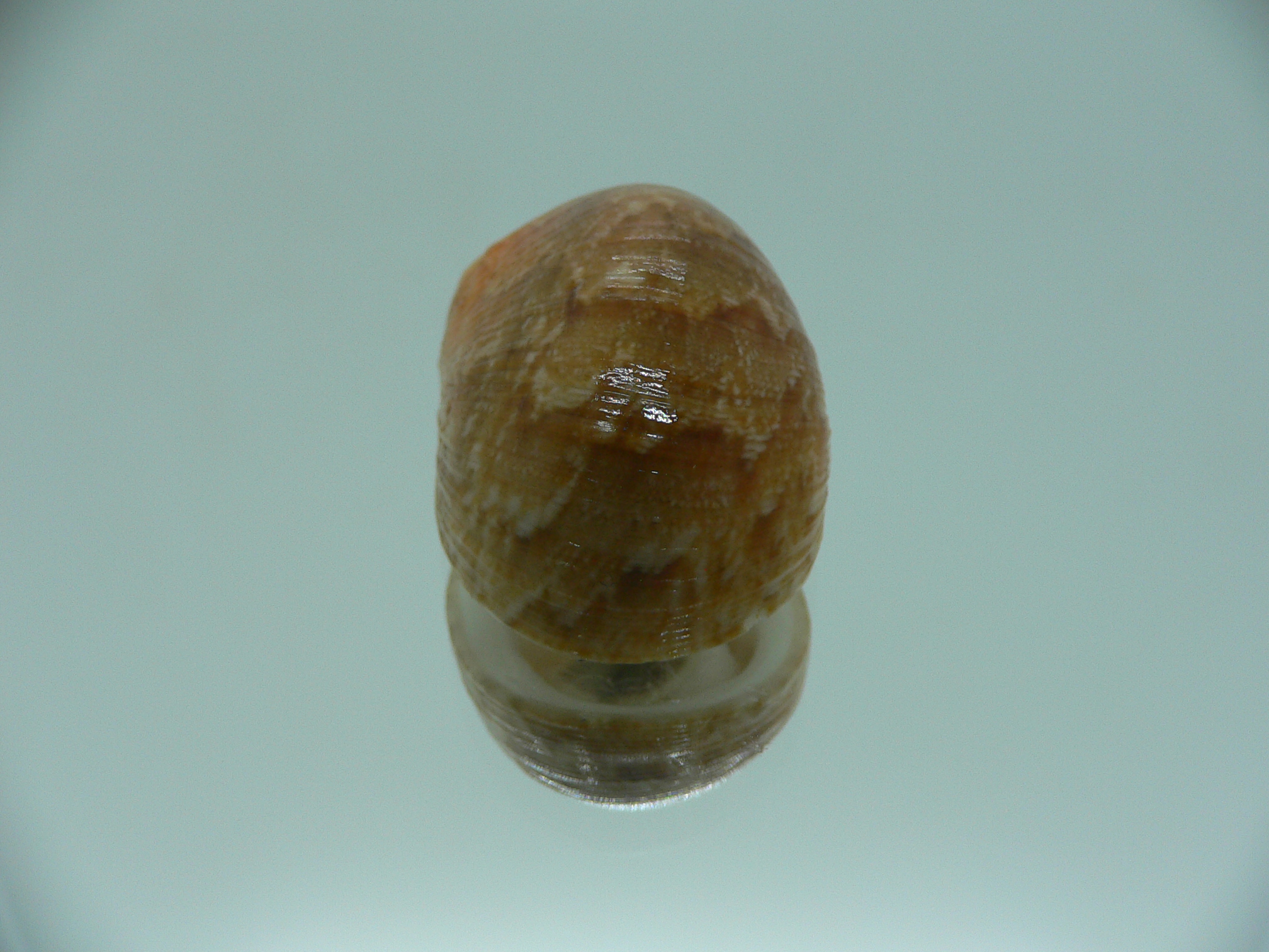 Nerita polita rumphii GINGER