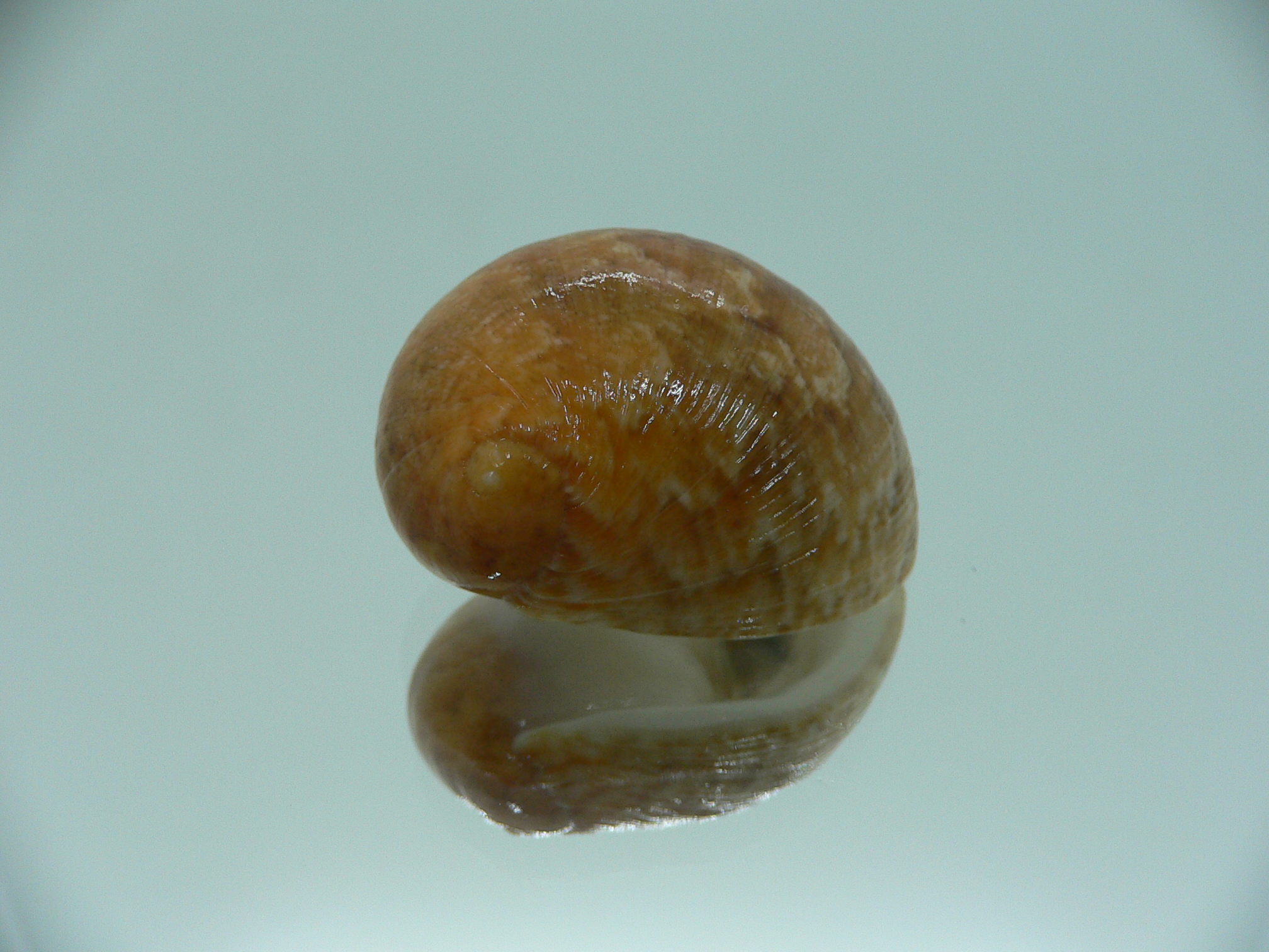 Nerita polita rumphii GINGER