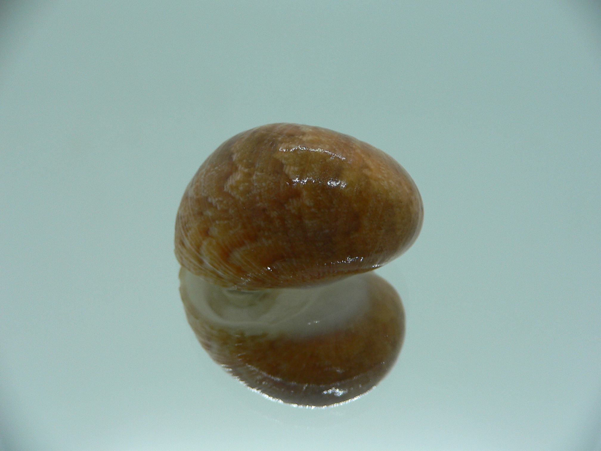 Nerita polita rumphii GINGER