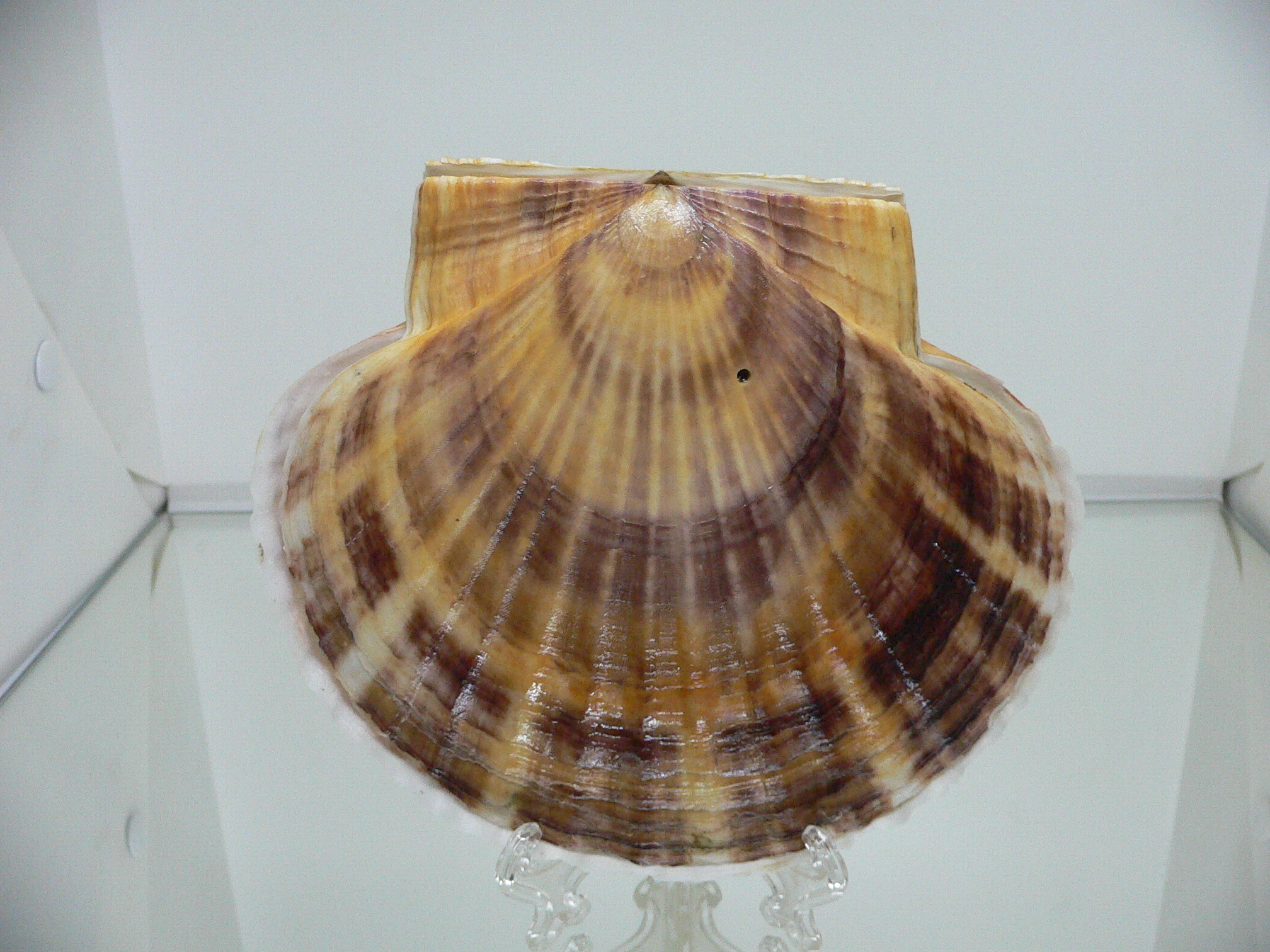 Patinopecten yessoensis ORANGE