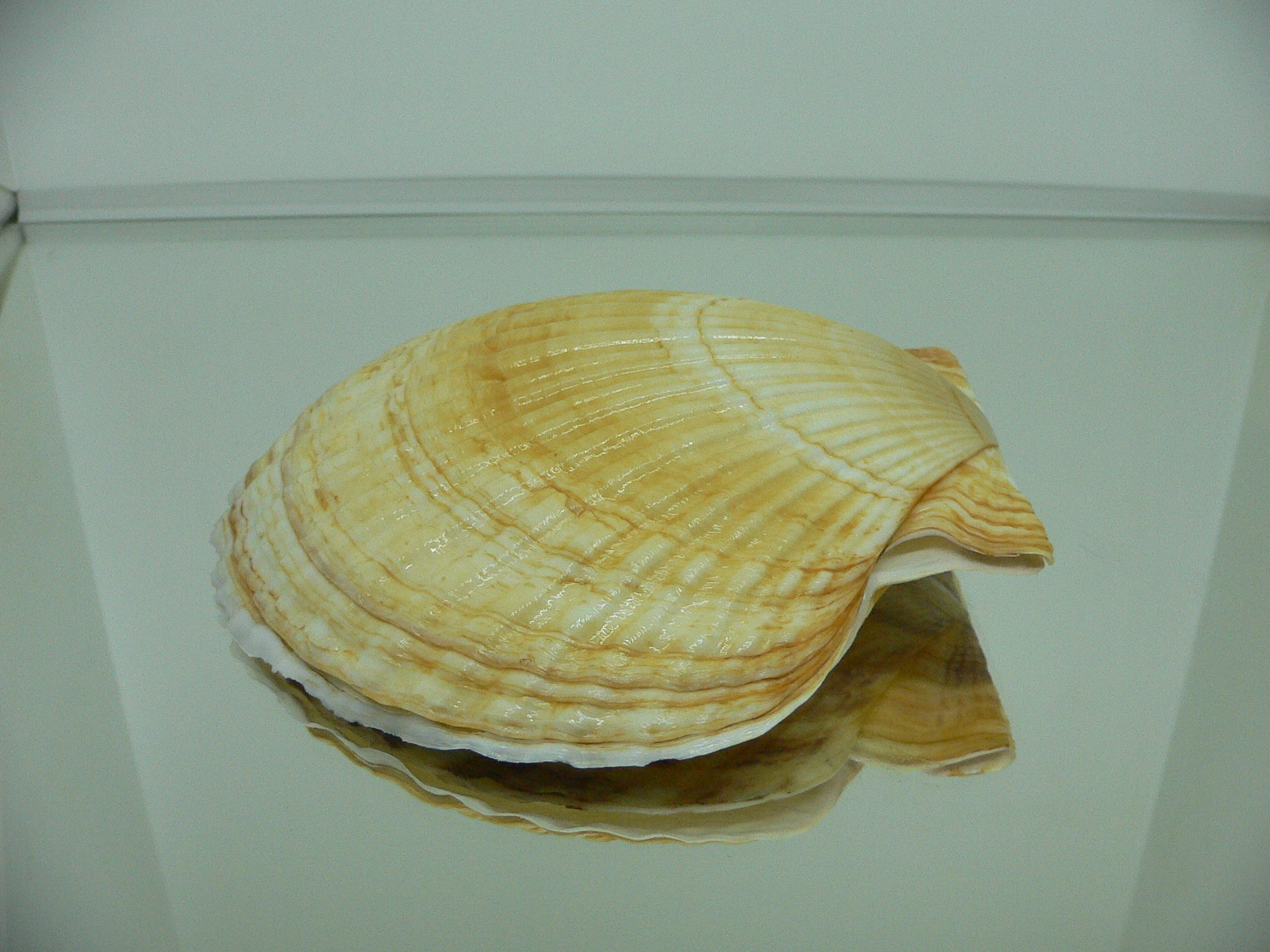 Patinopecten yessoensis ORANGE