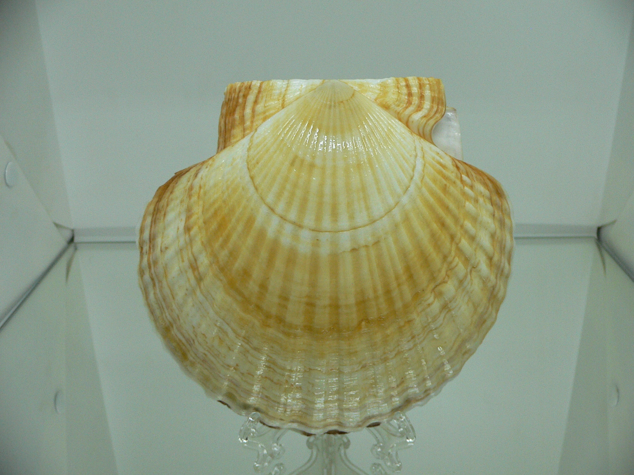 Patinopecten yessoensis ORANGE