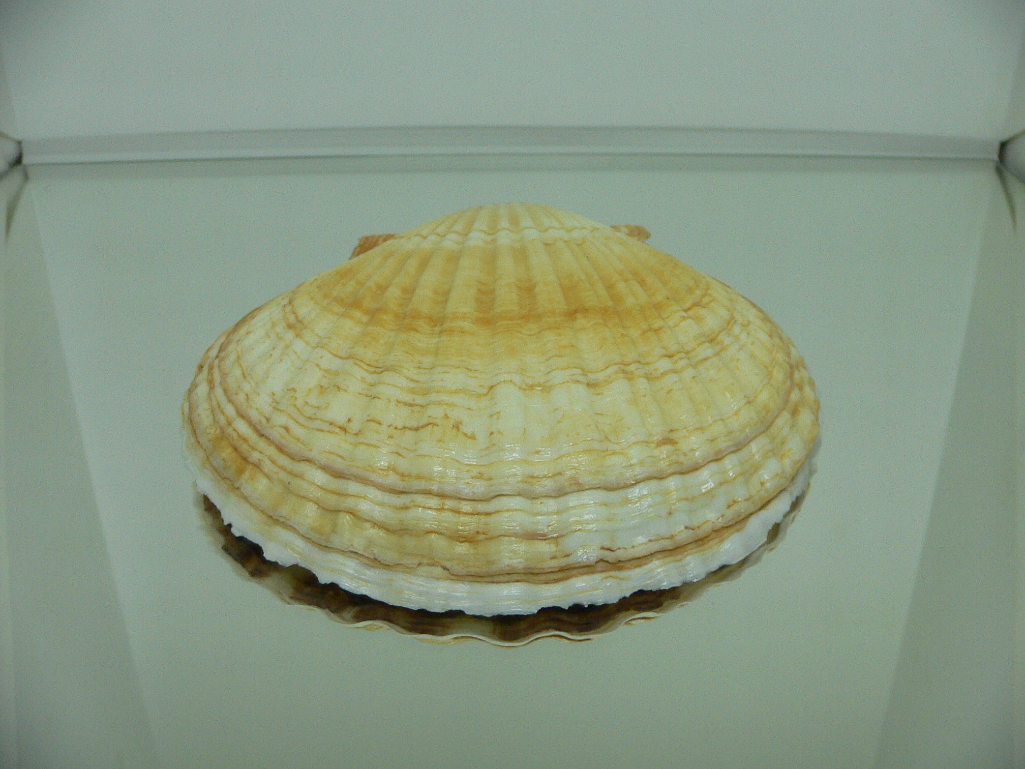 Patinopecten yessoensis ORANGE