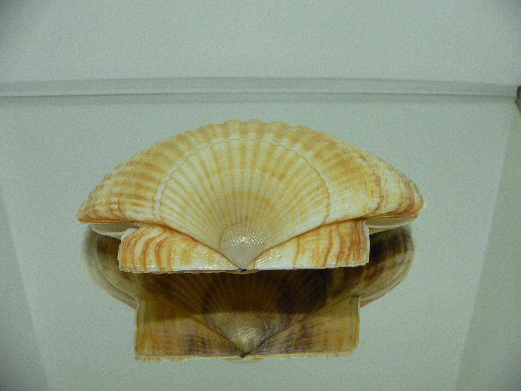 Patinopecten yessoensis ORANGE