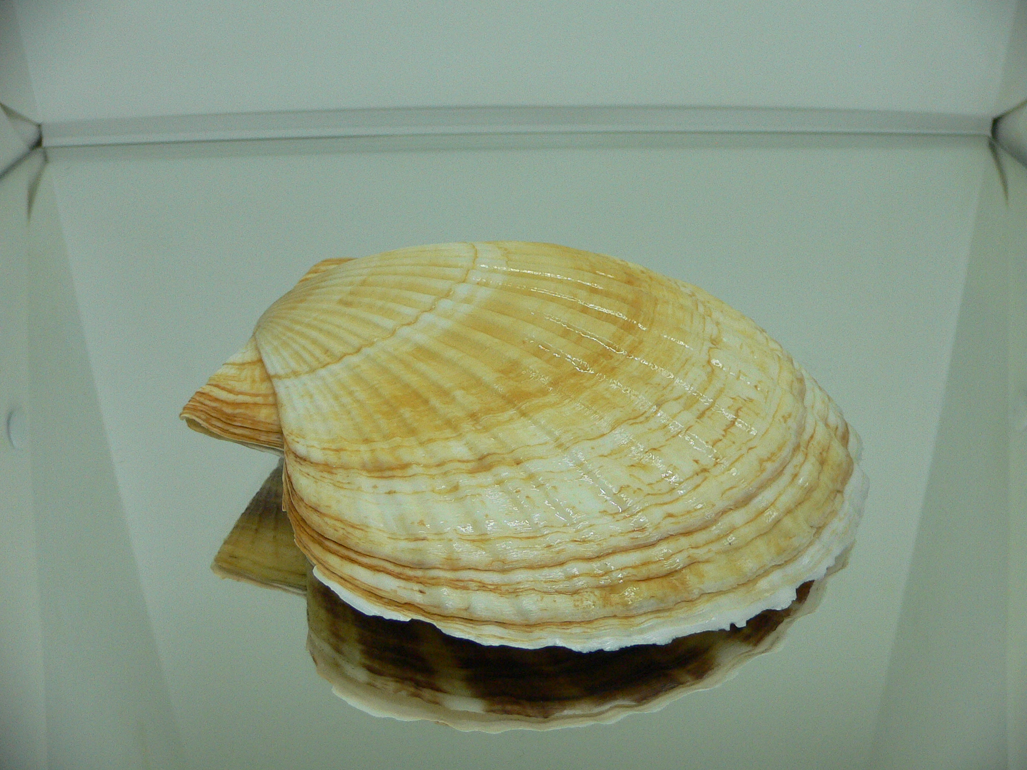 Patinopecten yessoensis ORANGE