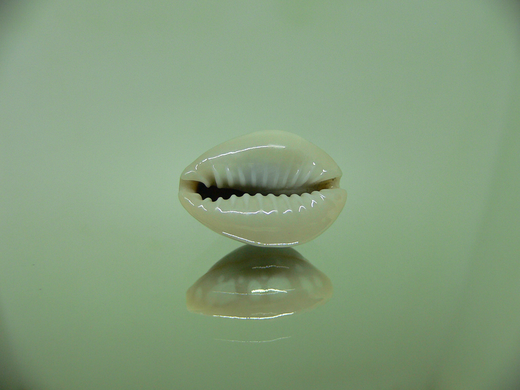 Cypraea annulus alboguttata IDEAL & WIDE