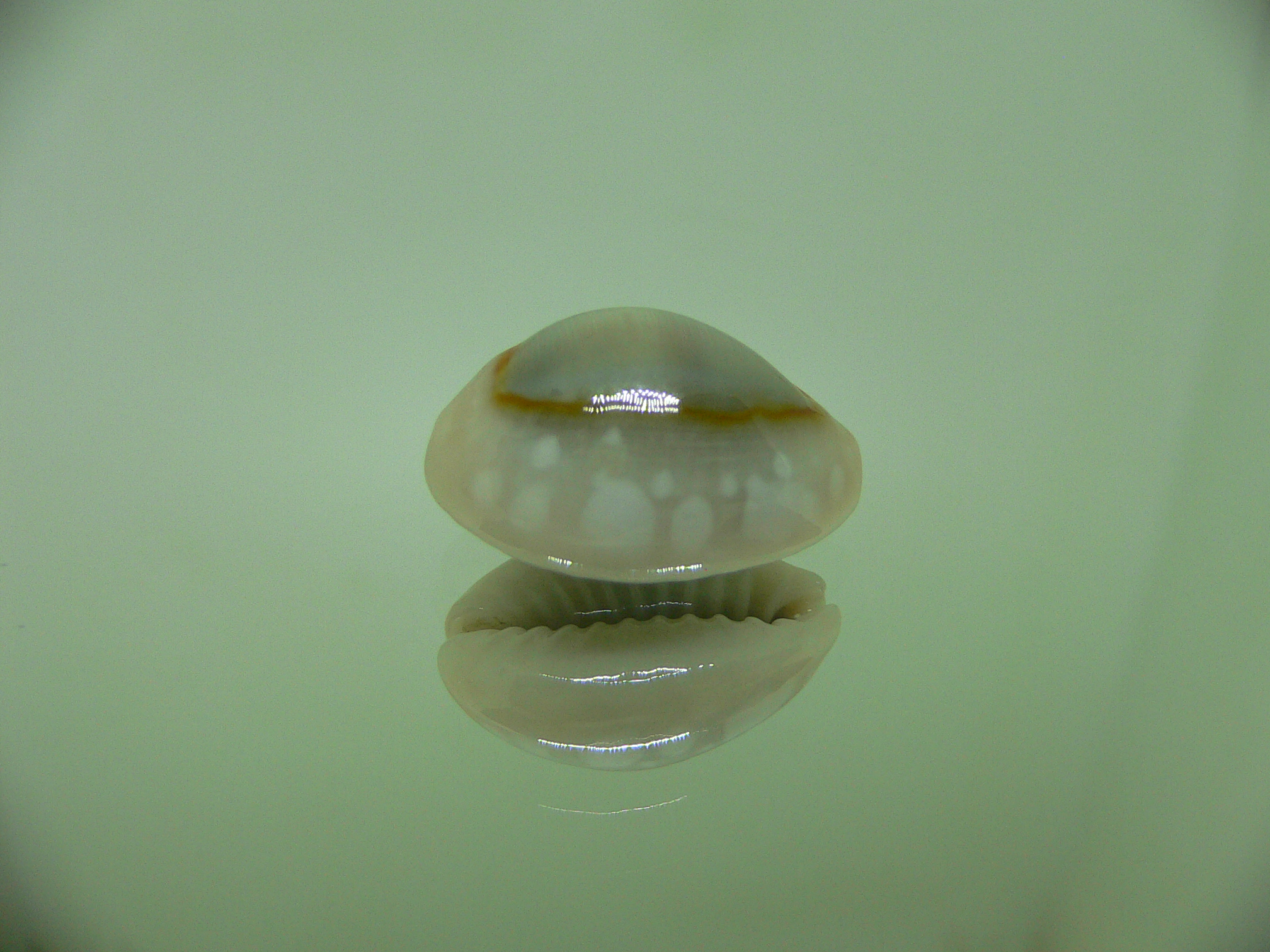 Cypraea annulus alboguttata IDEAL & WIDE