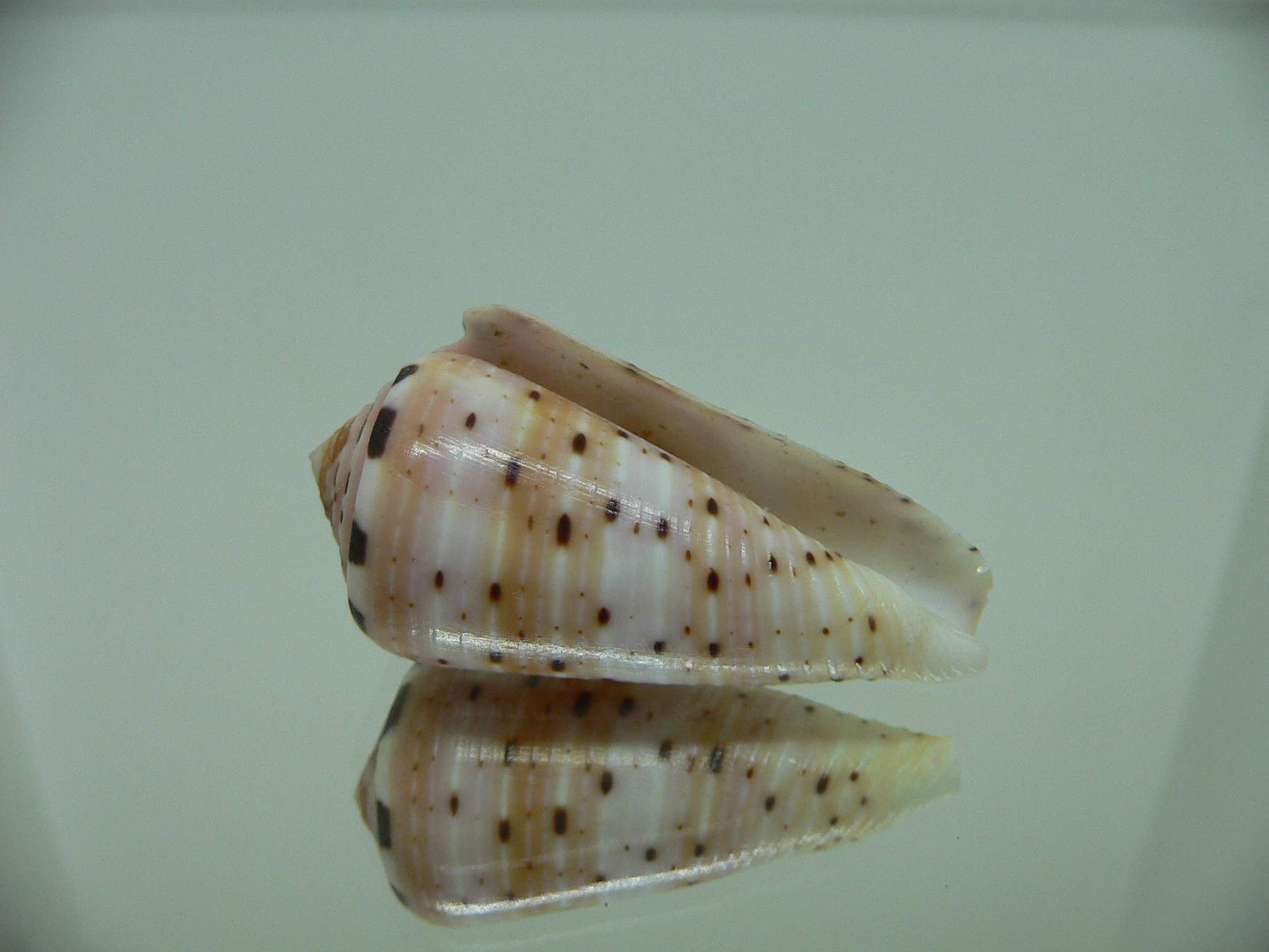 Conus aurisiacus