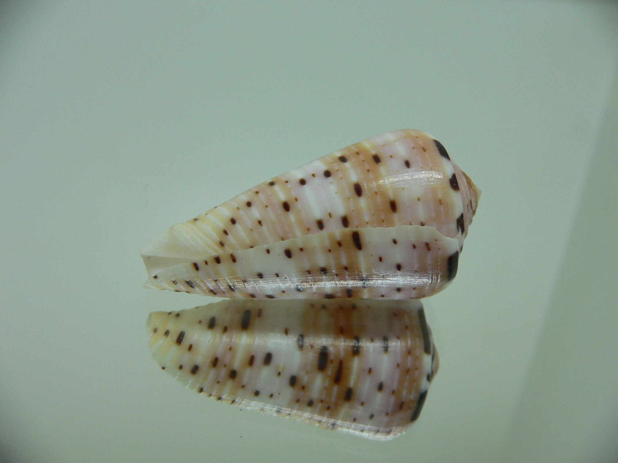 Conus aurisiacus