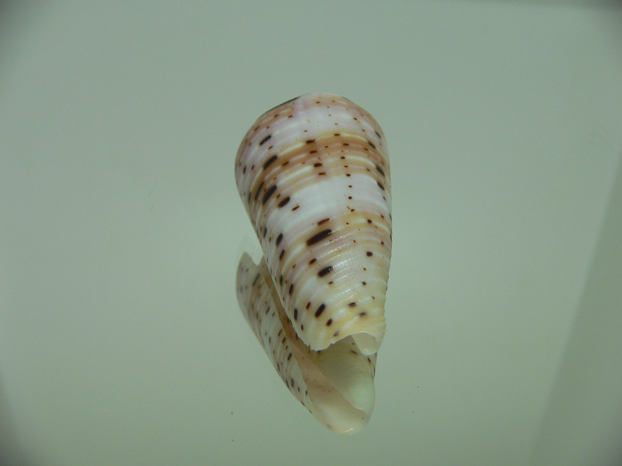 Conus aurisiacus