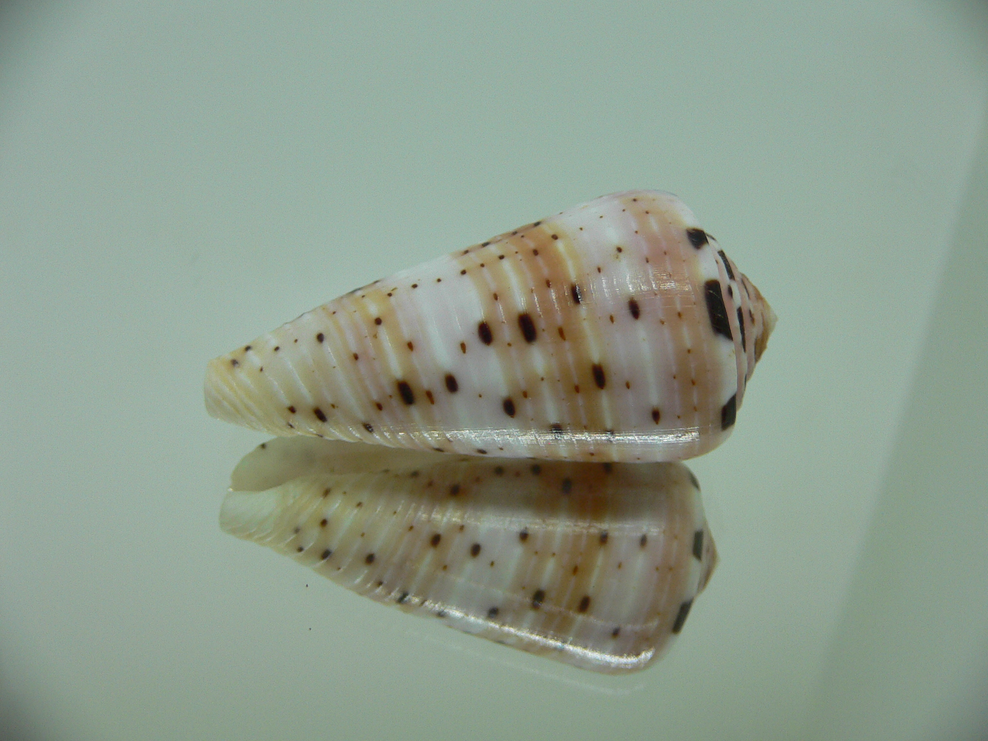 Conus aurisiacus