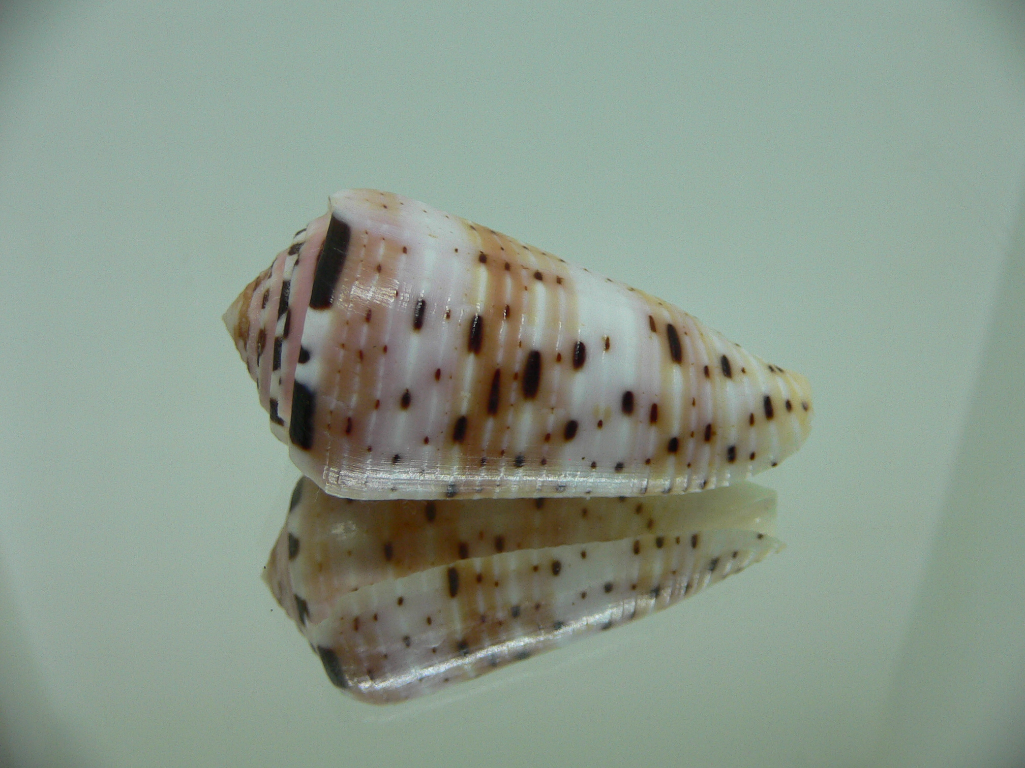 Conus aurisiacus