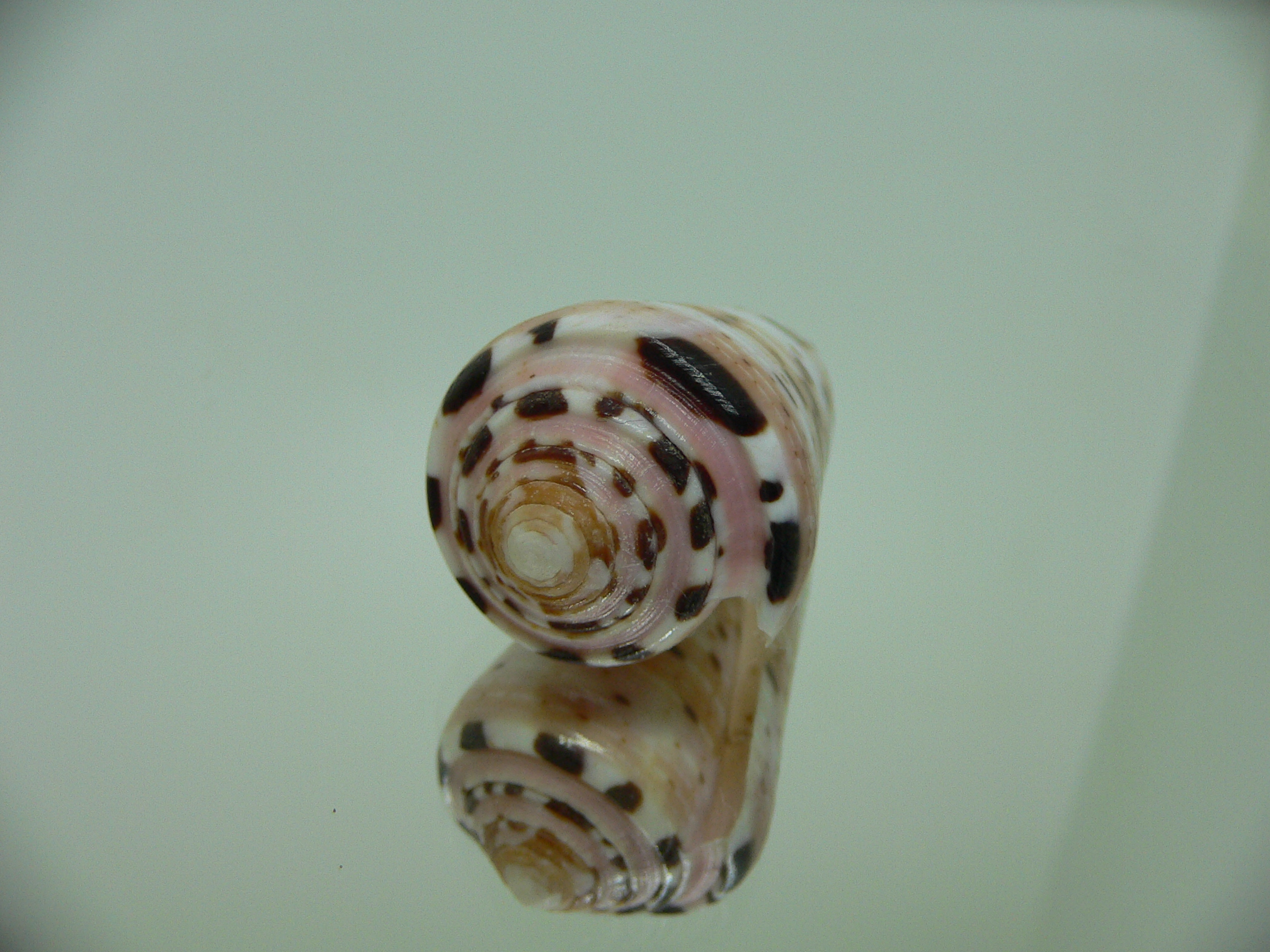 Conus aurisiacus