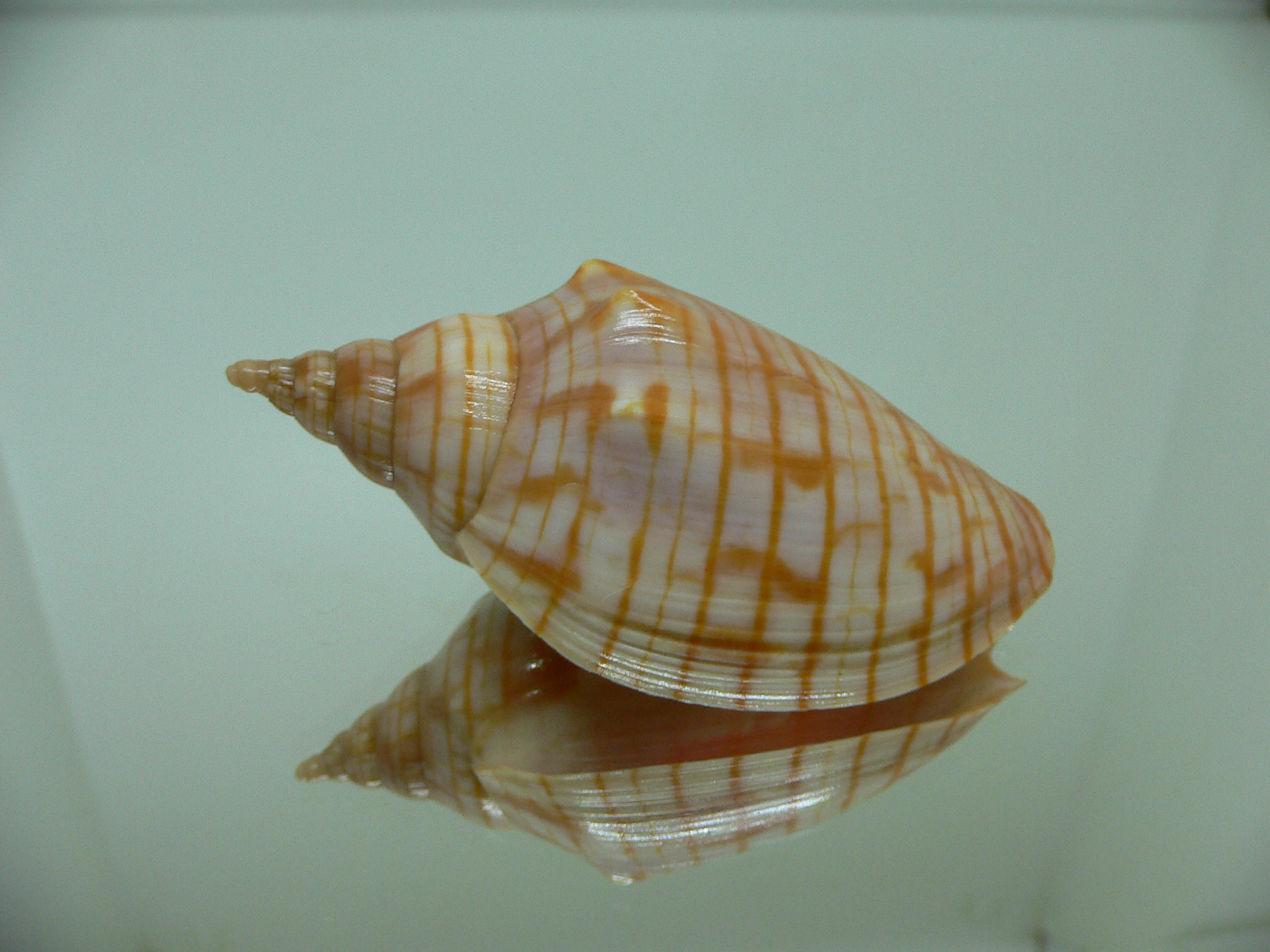 Harpulina arausiaca ELONGATE