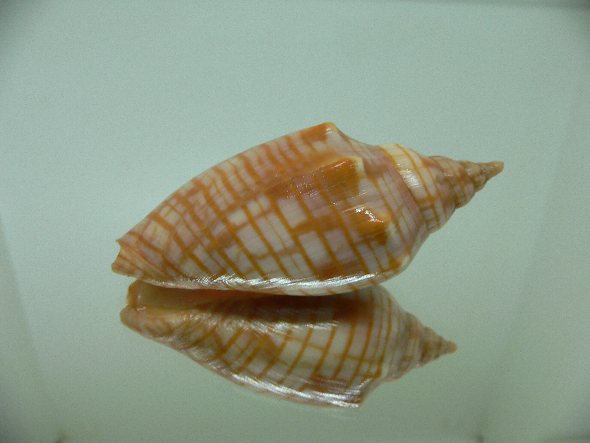 Harpulina arausiaca ELONGATE