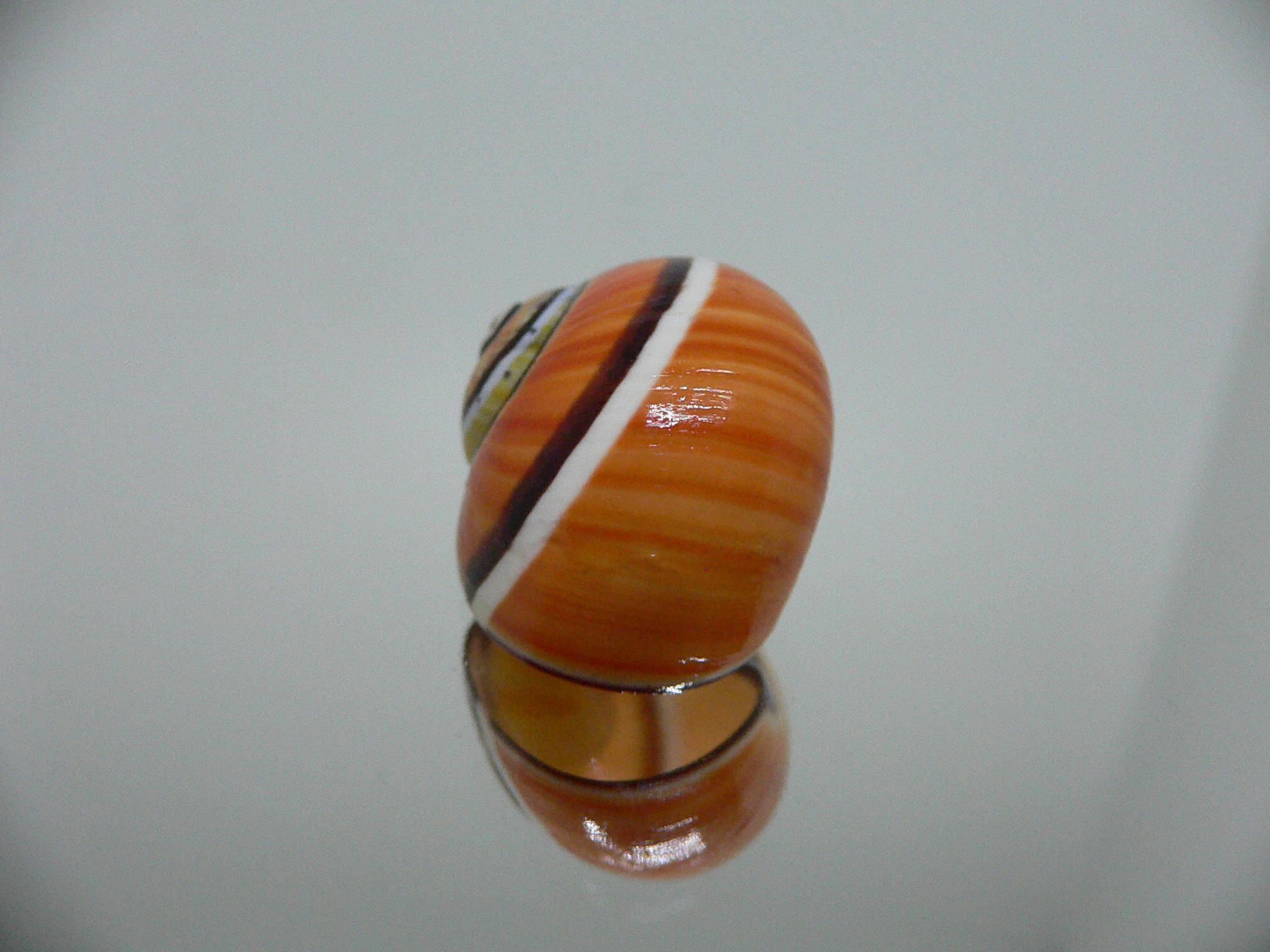 Polymita picta SP. RARE & ENDEMIC