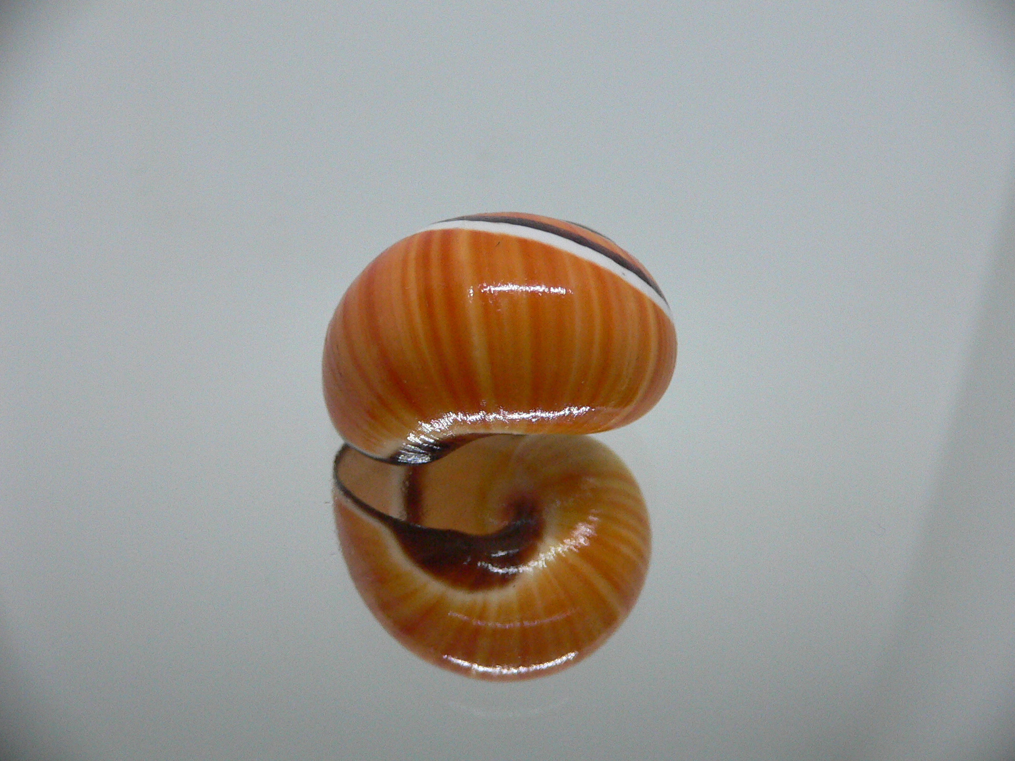 Polymita picta SP. RARE & ENDEMIC