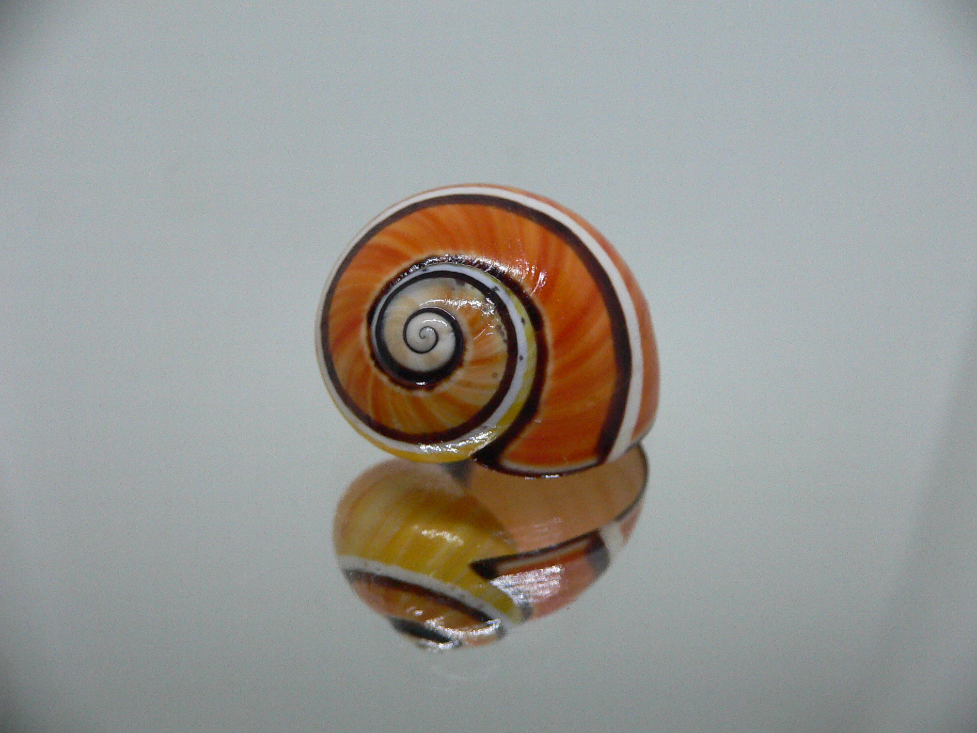 Polymita picta SP. RARE & ENDEMIC