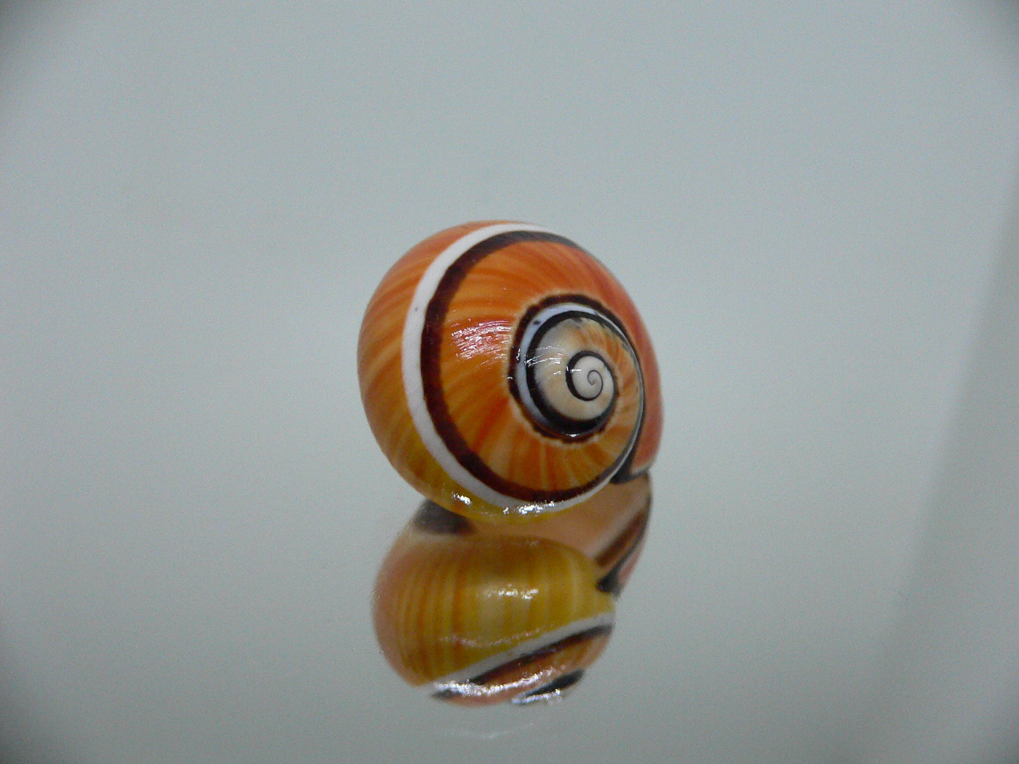 Polymita picta SP. RARE & ENDEMIC