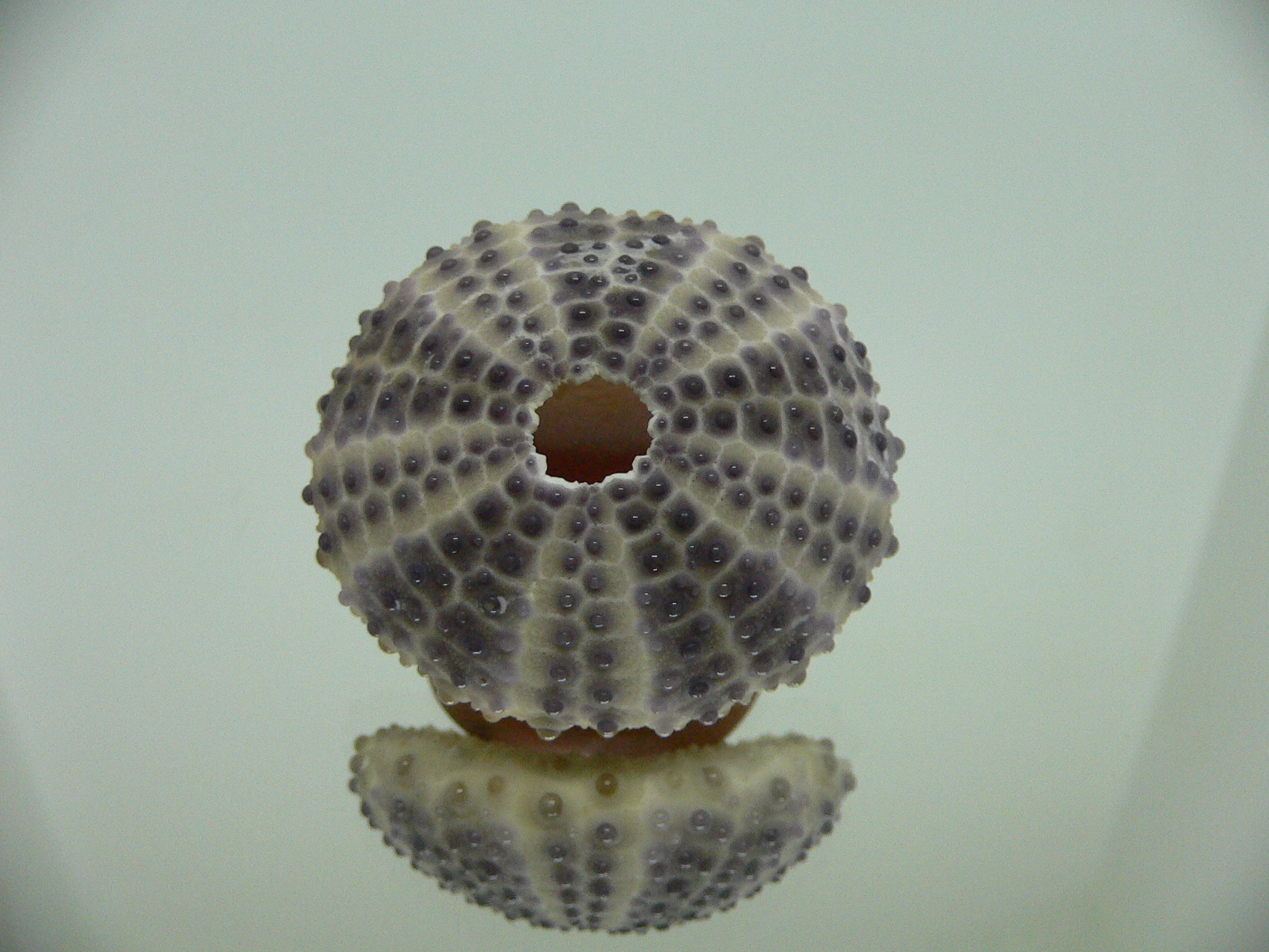 Sea Urchin DARK