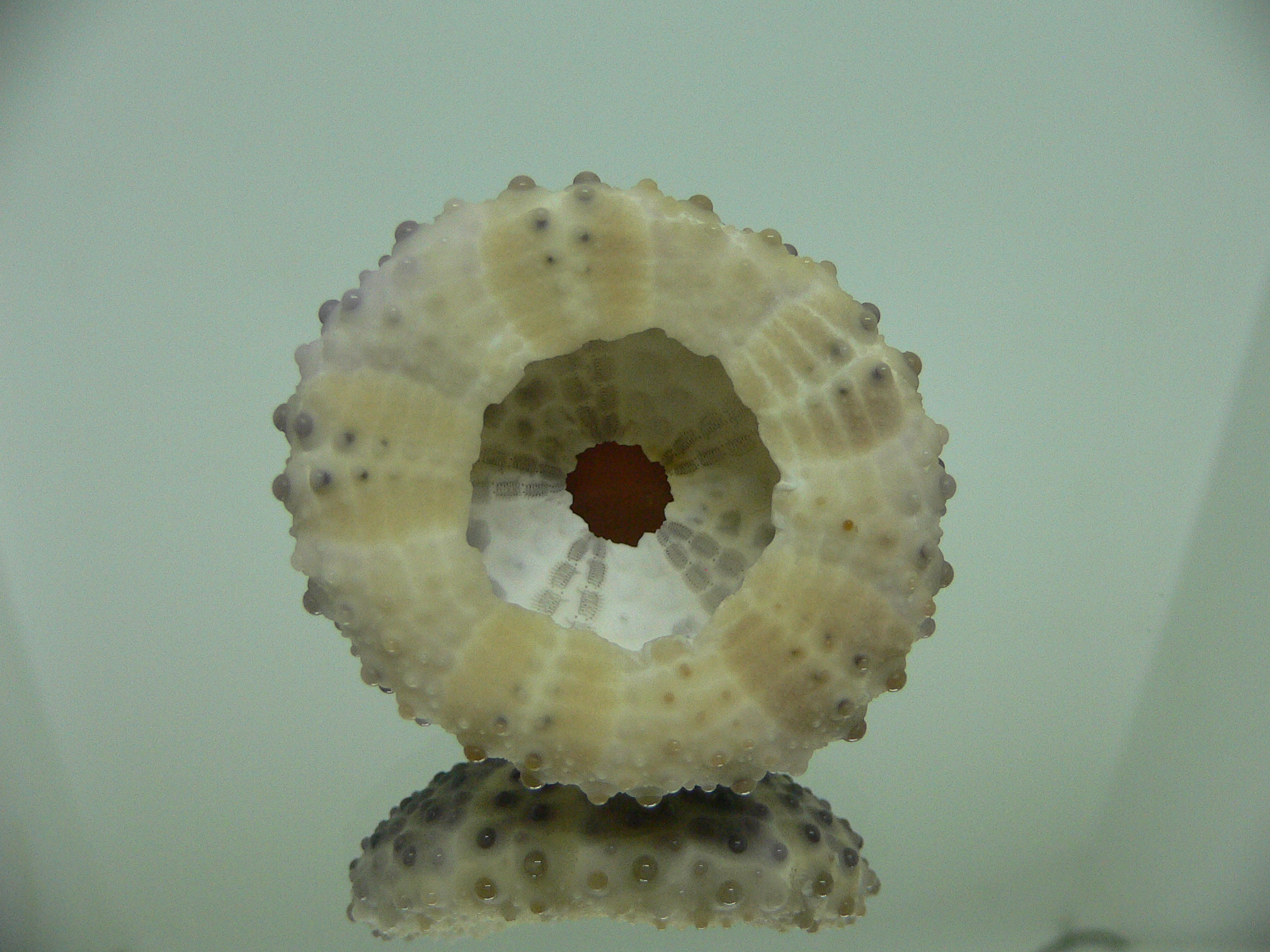 Sea Urchin DARK