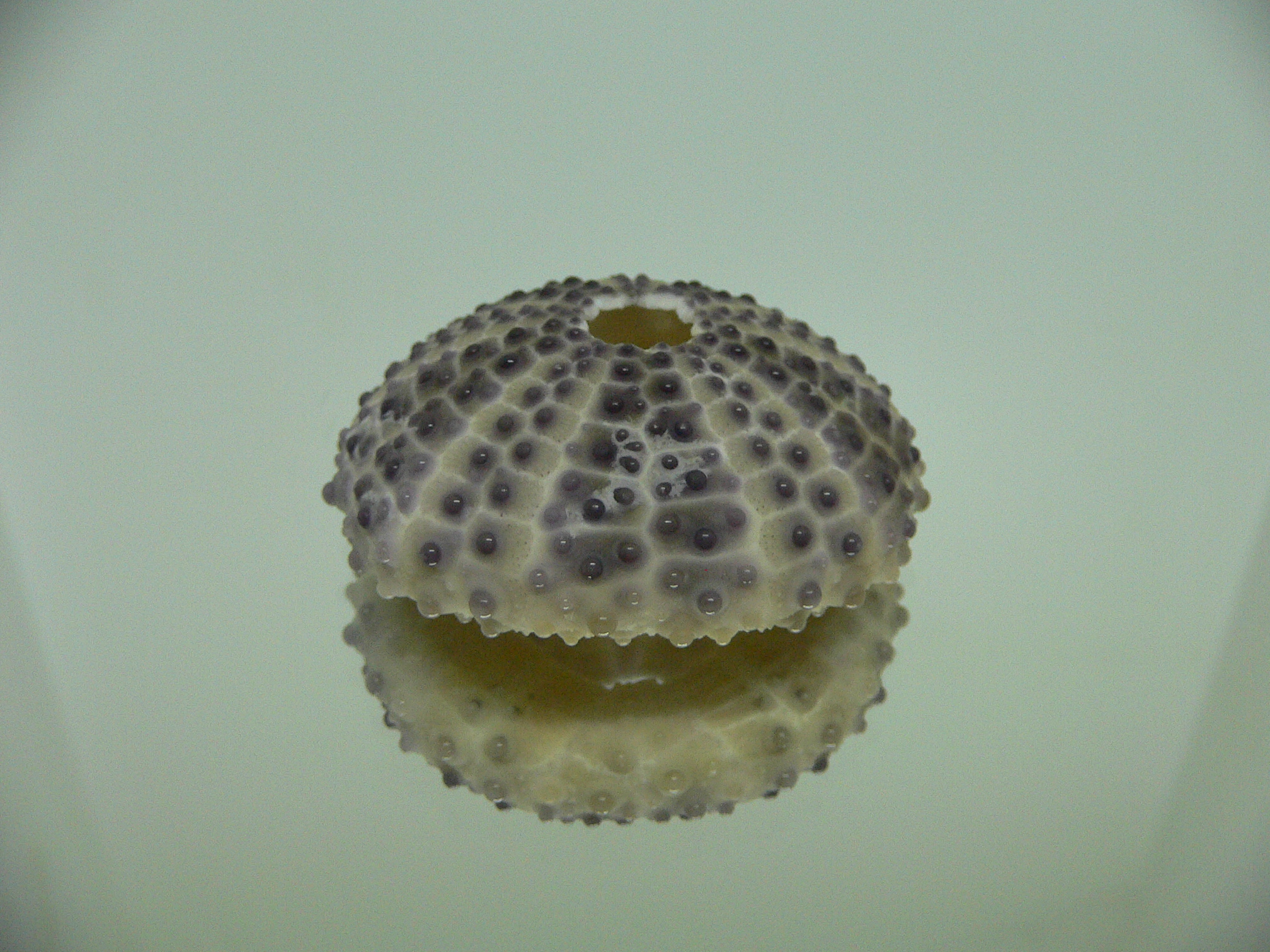 Sea Urchin DARK