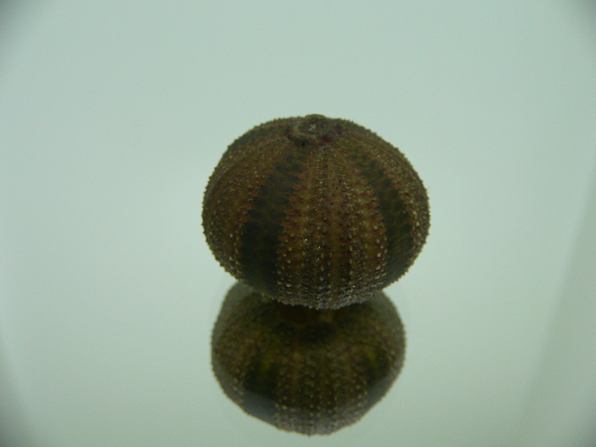 Sea Urchin DARK