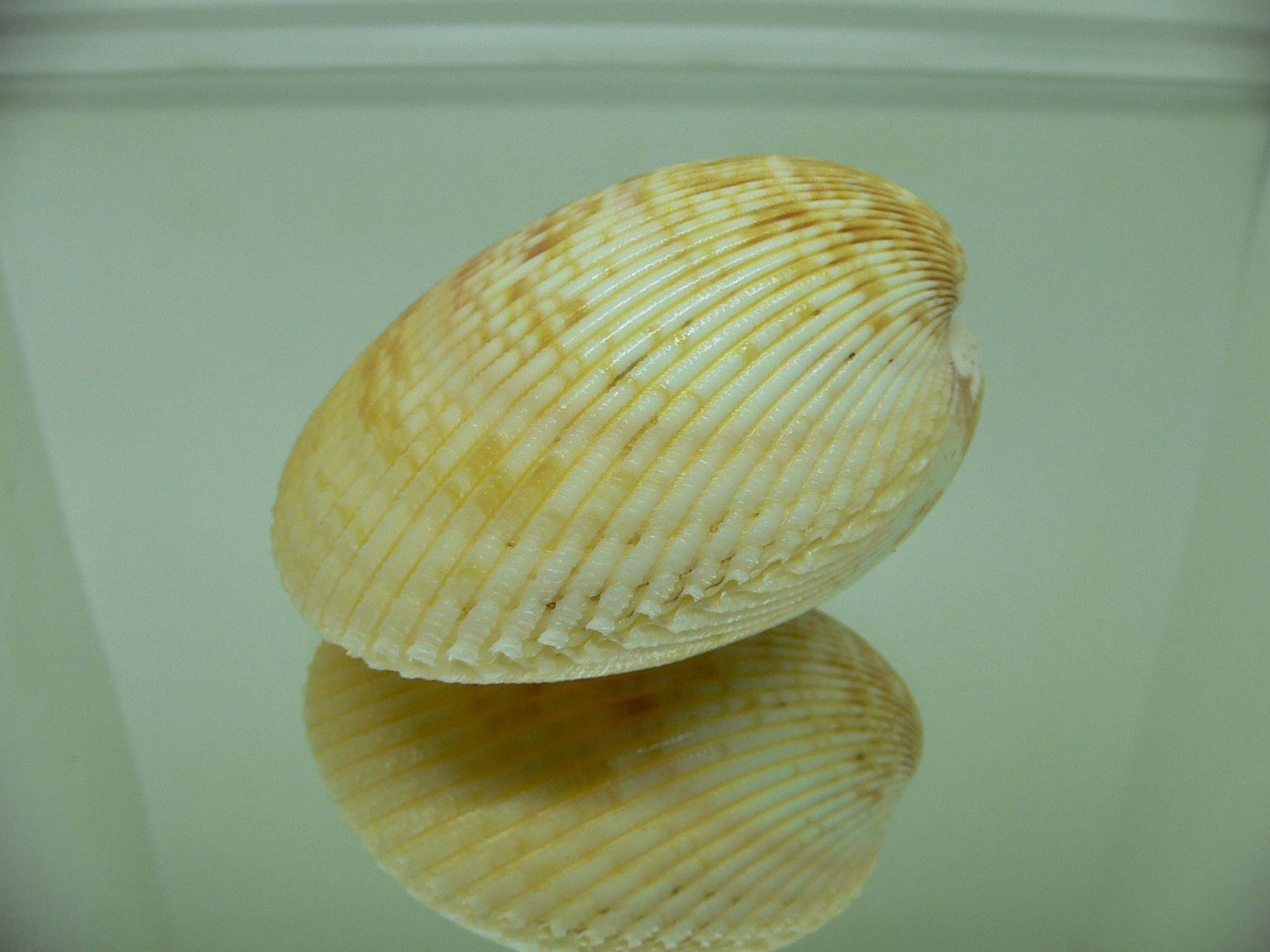 Vasticardium indeoceanum YELLOW