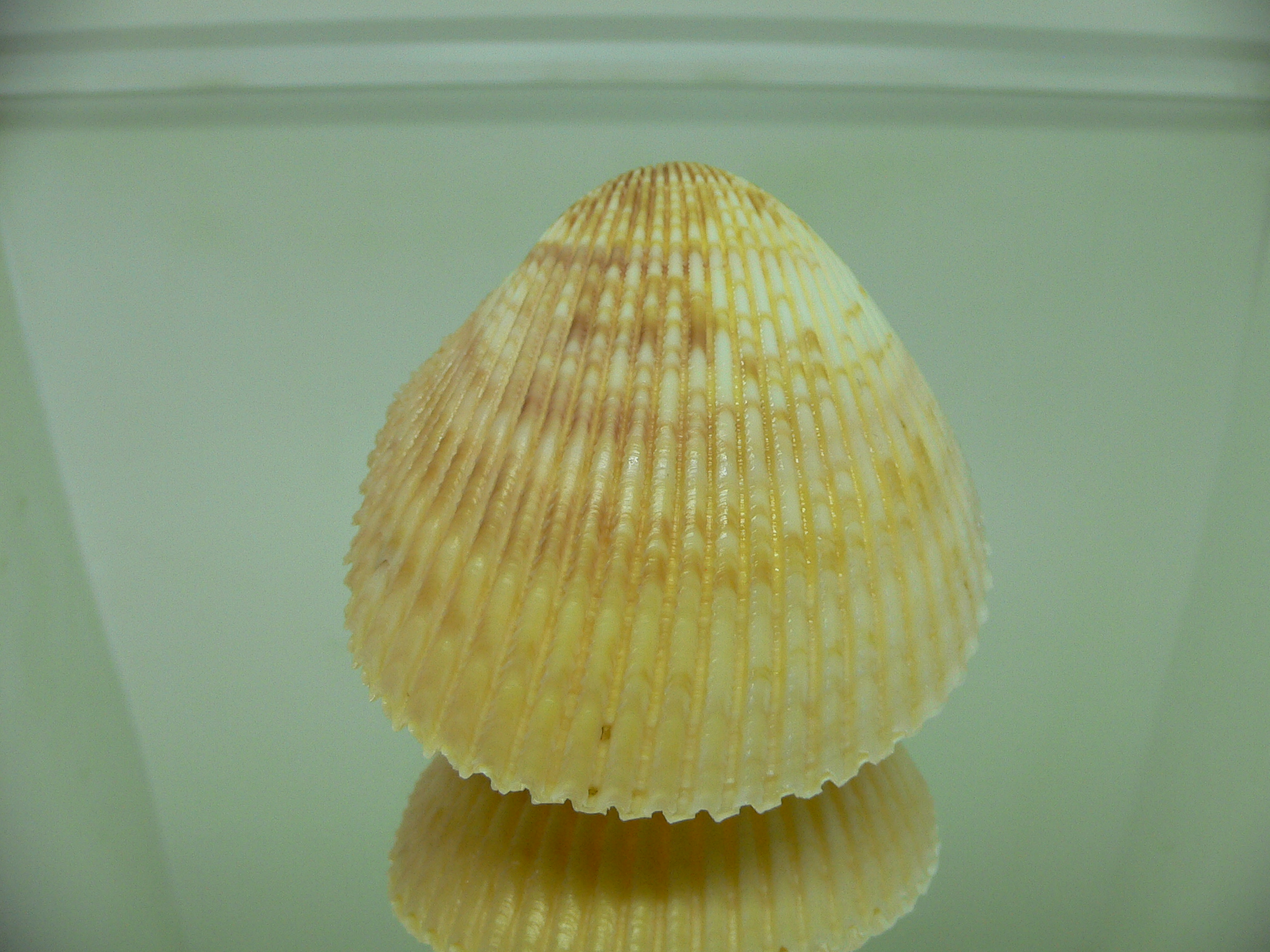 Vasticardium indeoceanum YELLOW