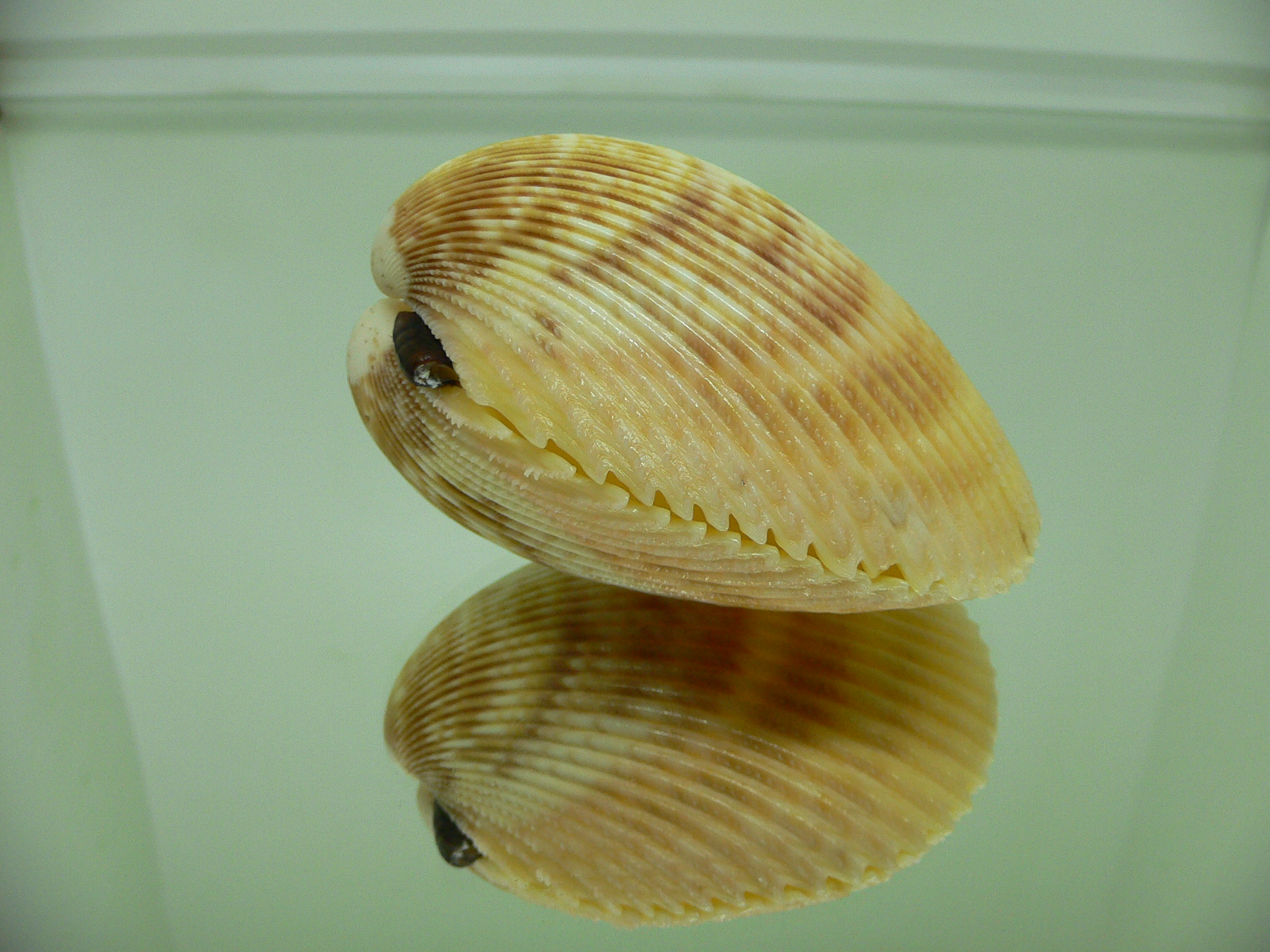 Vasticardium indeoceanum YELLOW