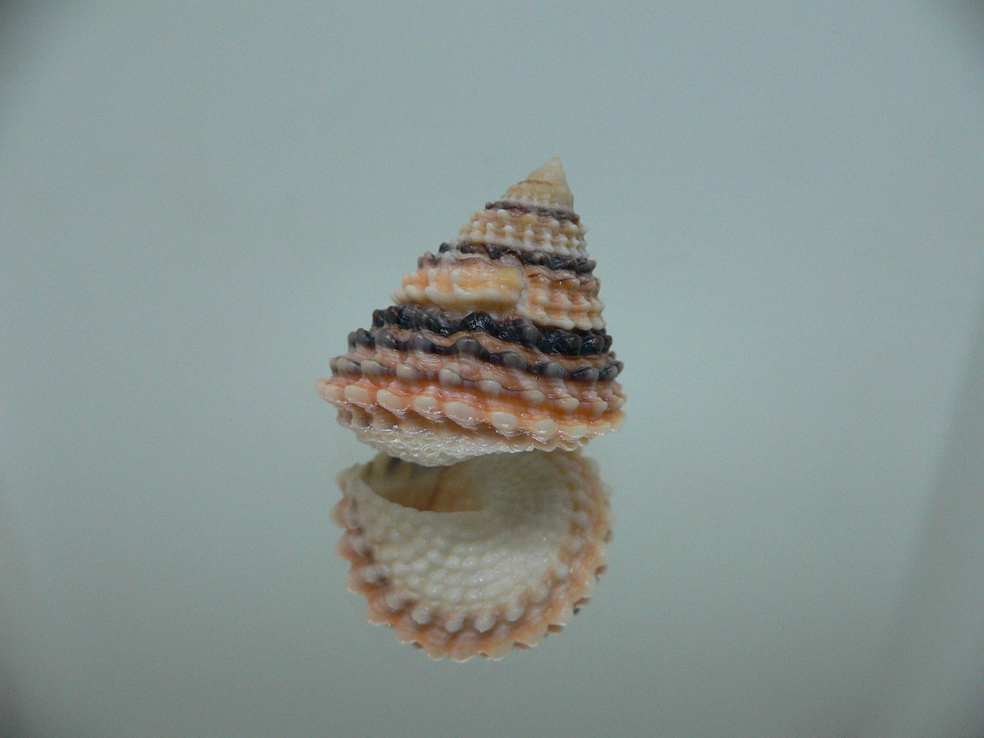 Tectarius tectumpersicum SUPER COLOR