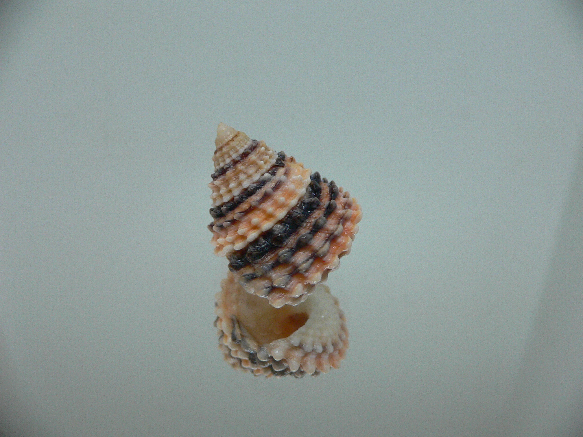 Tectarius tectumpersicum SUPER COLOR