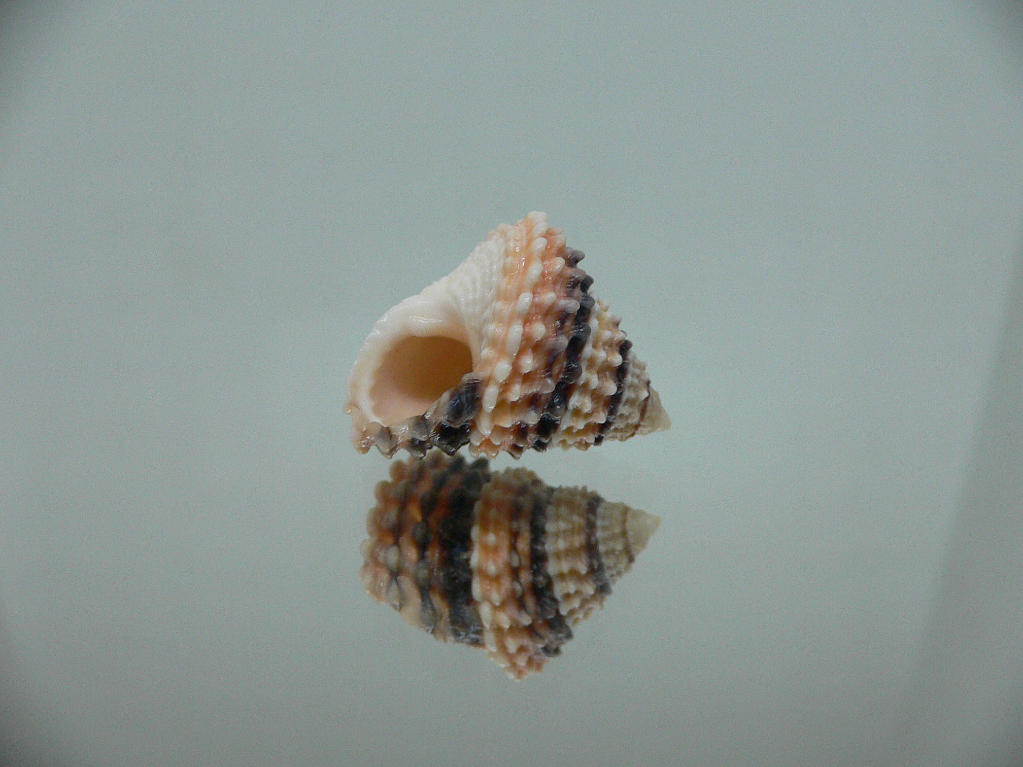 Tectarius tectumpersicum SUPER COLOR