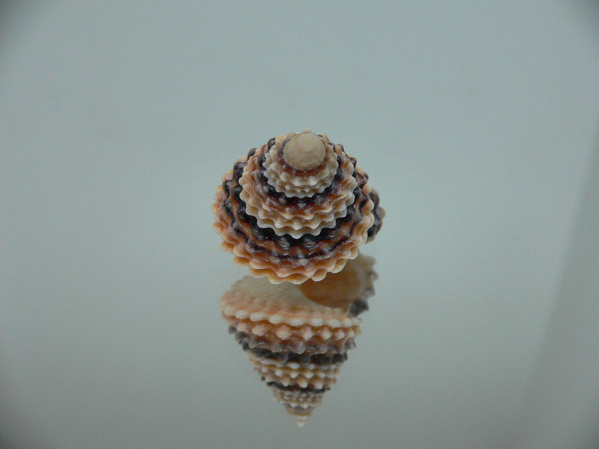 Tectarius tectumpersicum SUPER COLOR