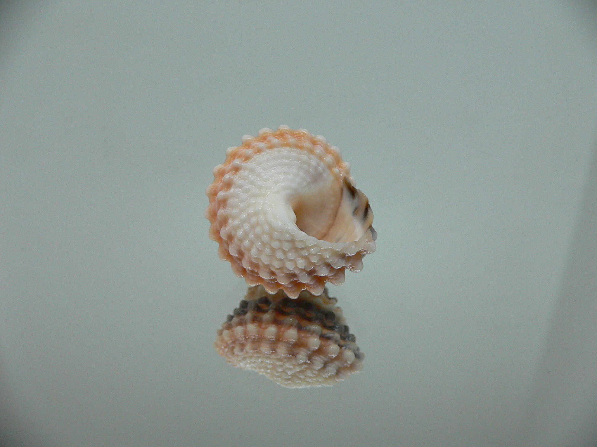 Tectarius tectumpersicum SUPER COLOR