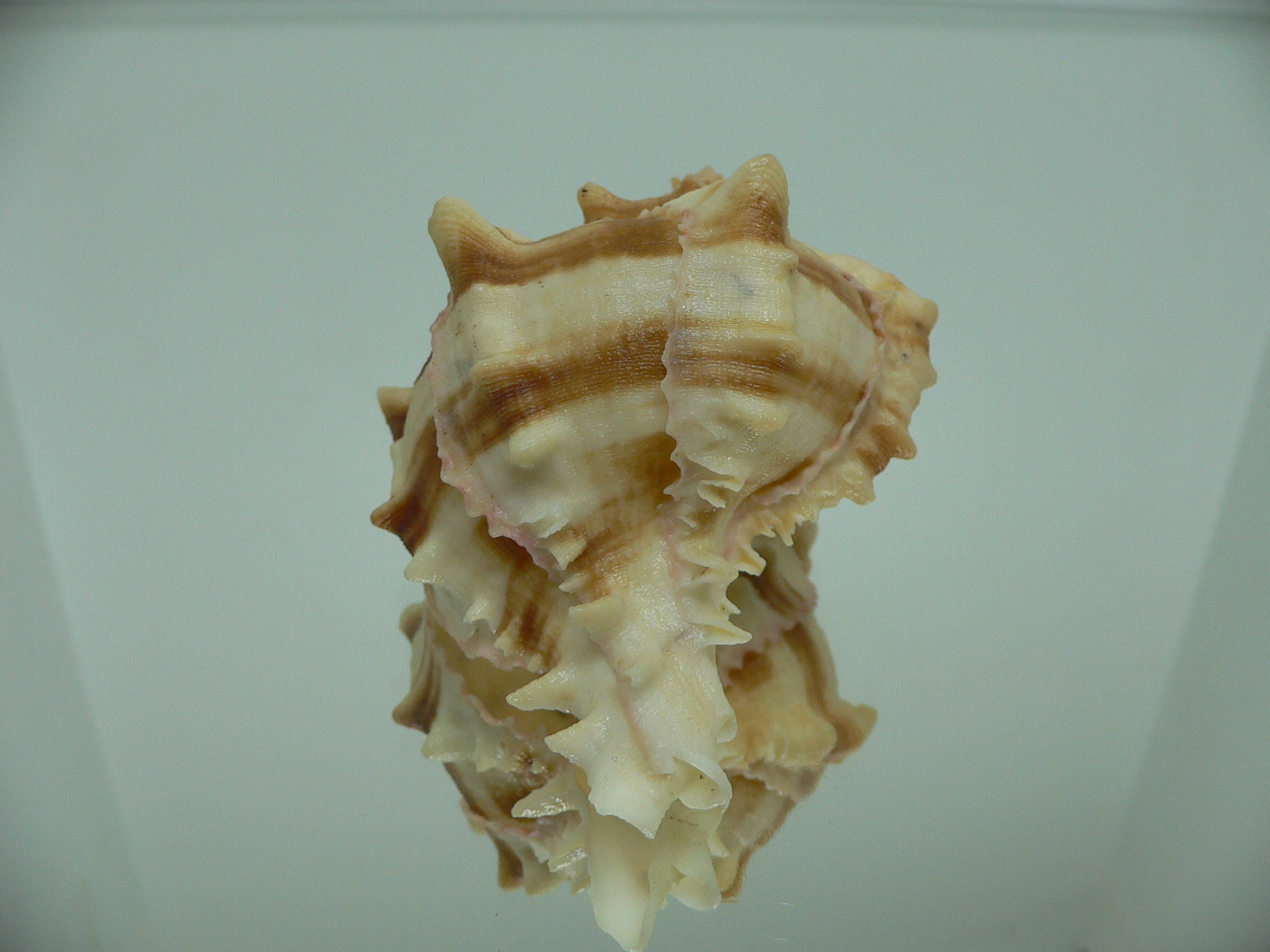 Hexaplex brassica DWARF