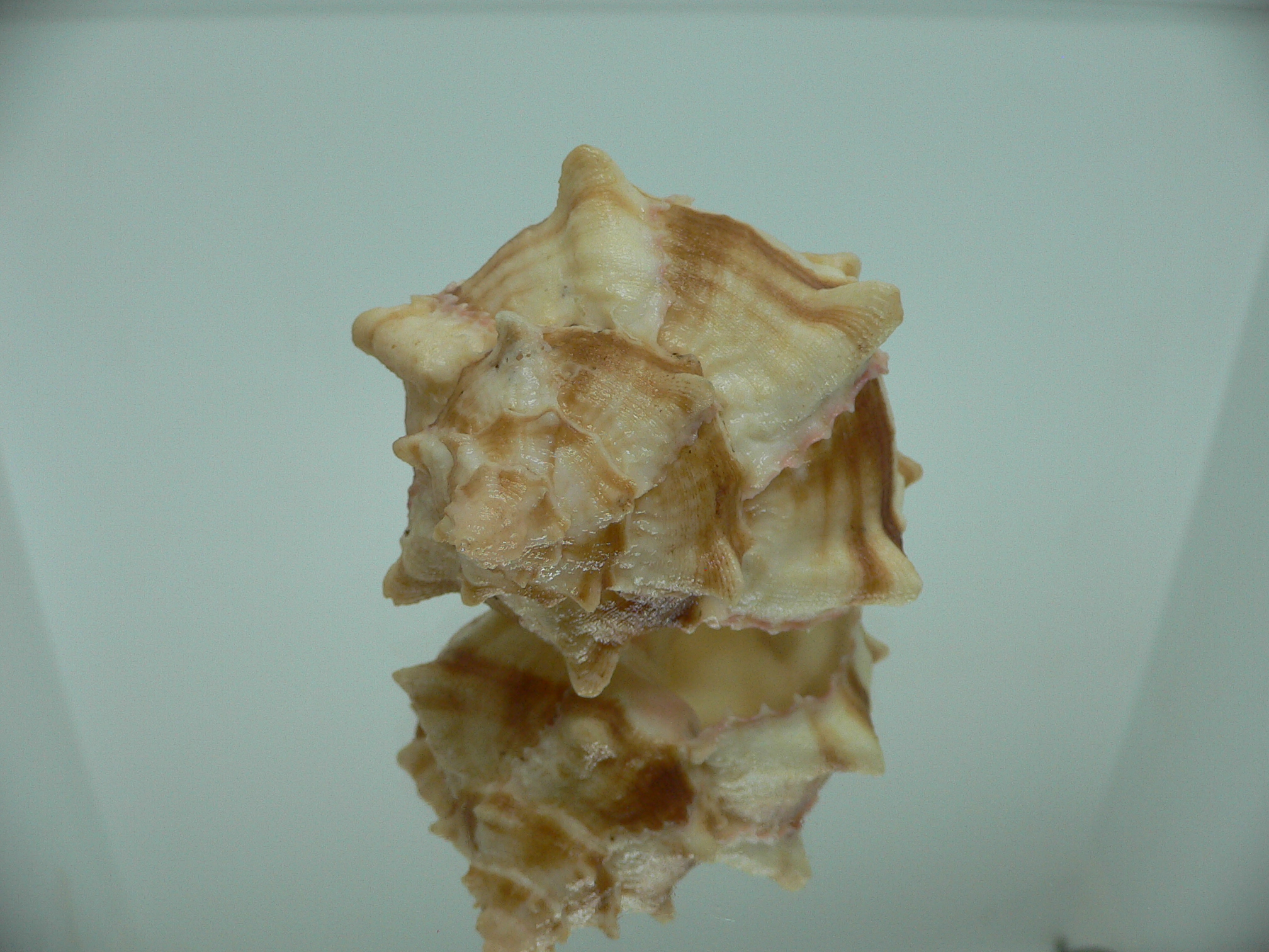 Hexaplex brassica DWARF