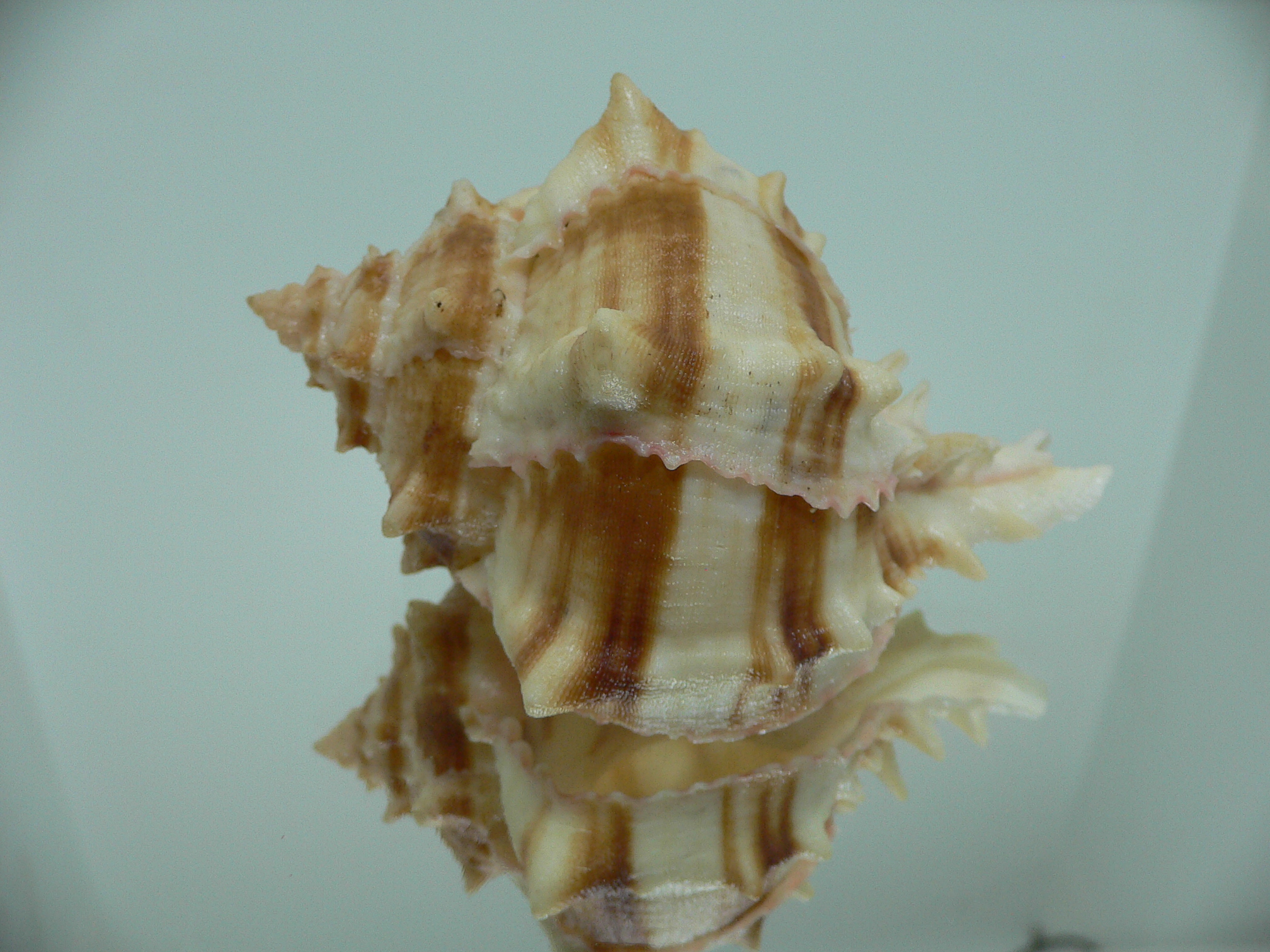 Hexaplex brassica DWARF