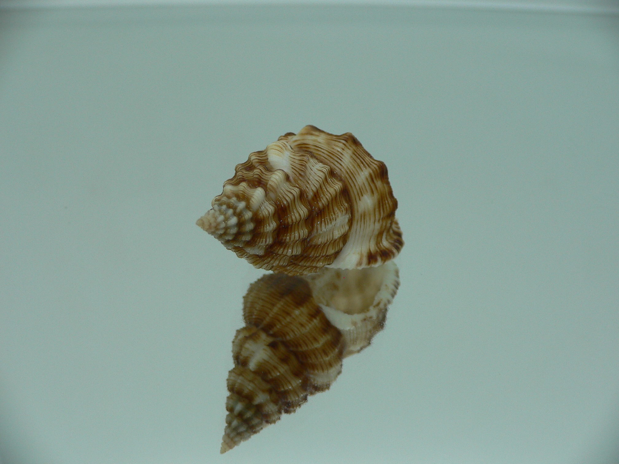 Nassaria bitubercularis GIANT, but fresch dead